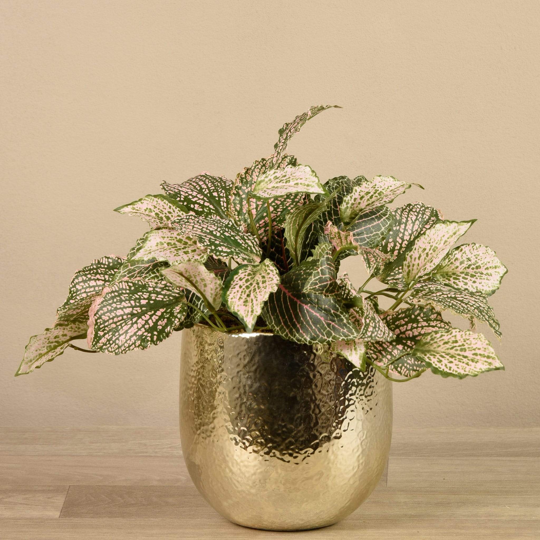 Potted Fittonia - Image 2