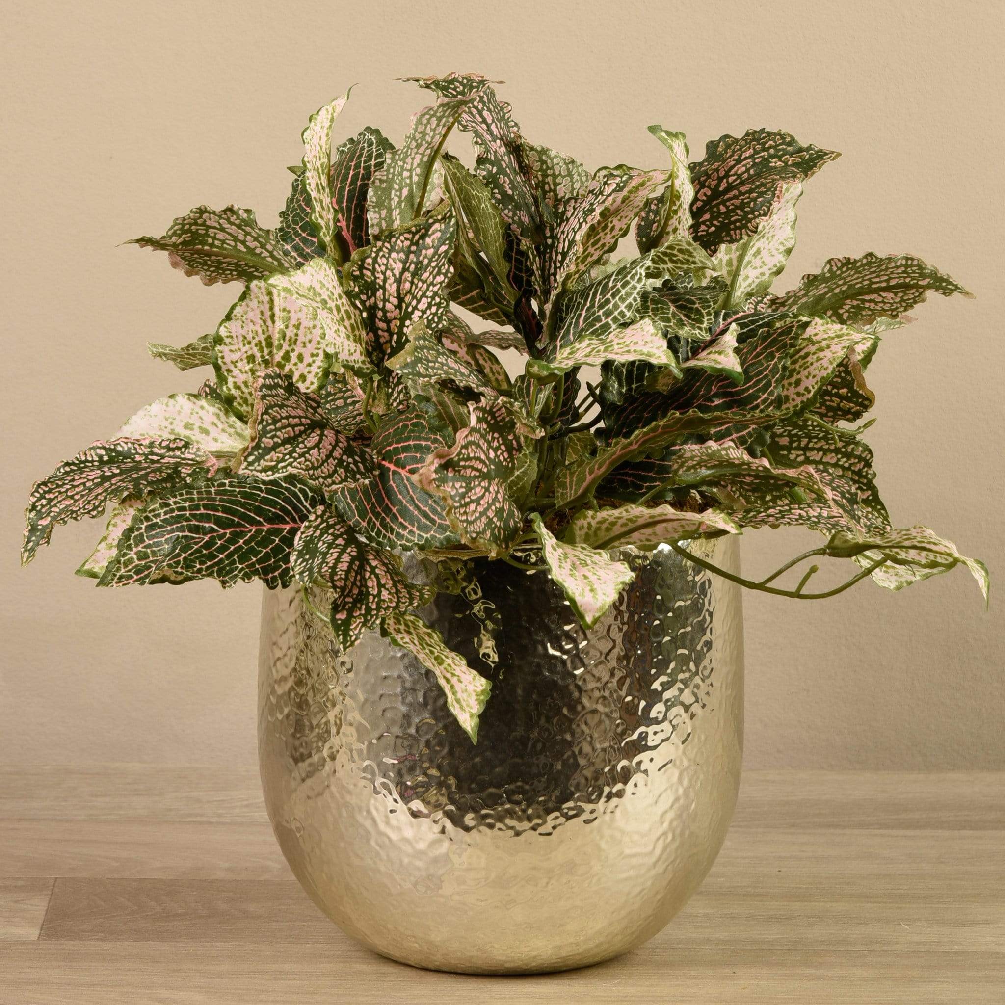 Potted Fittonia - Image 3