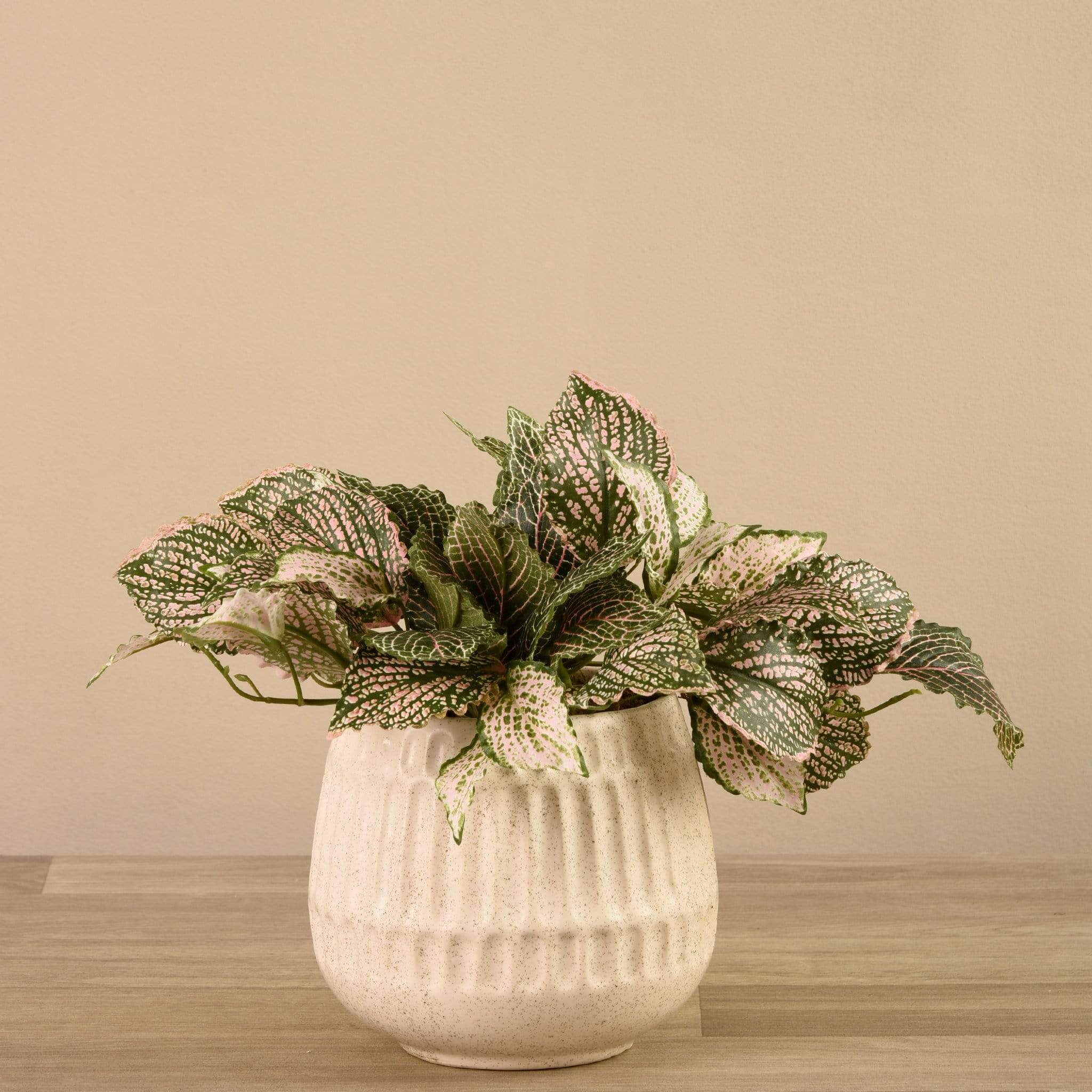 Potted Fittonia - Image 2