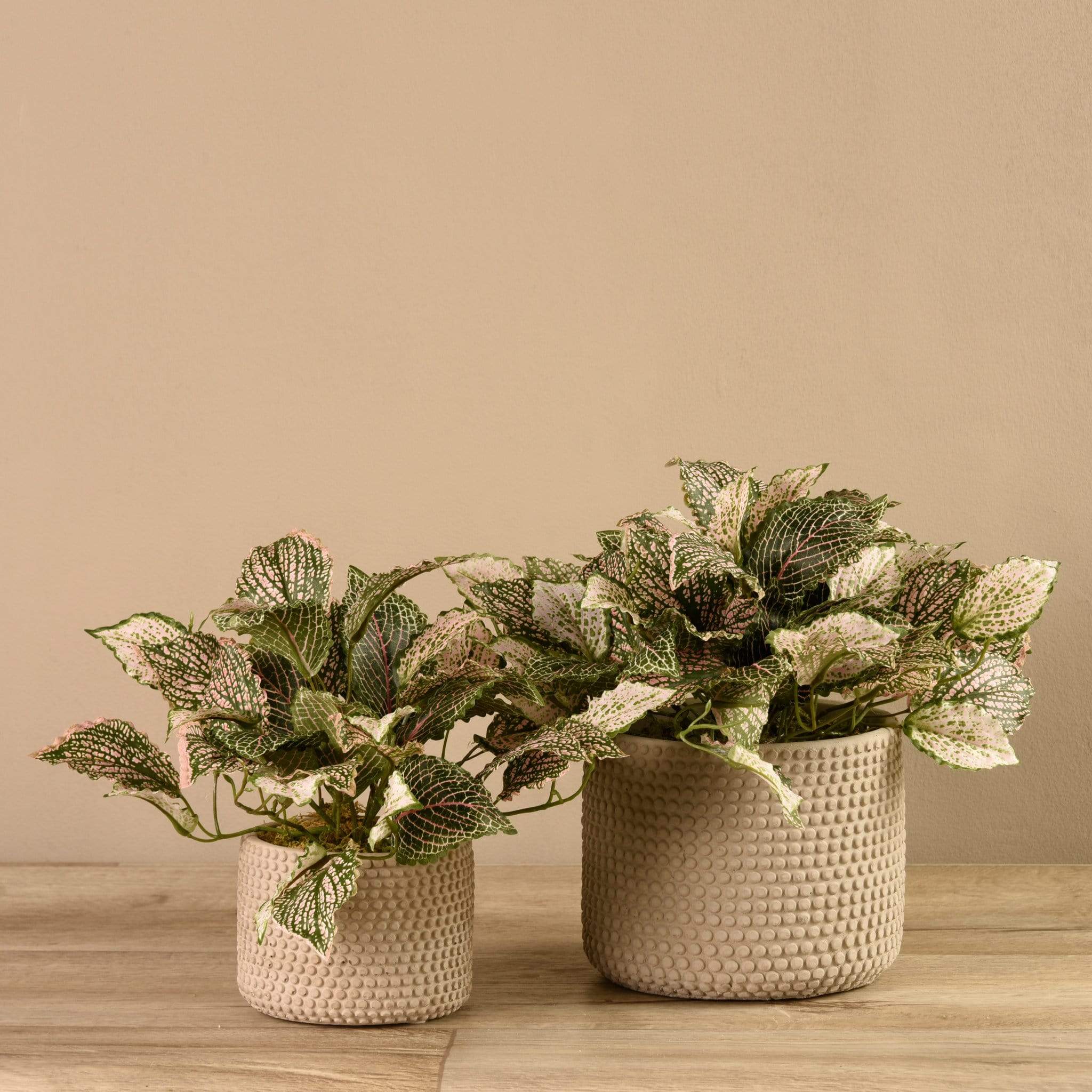 Potted Fittonia