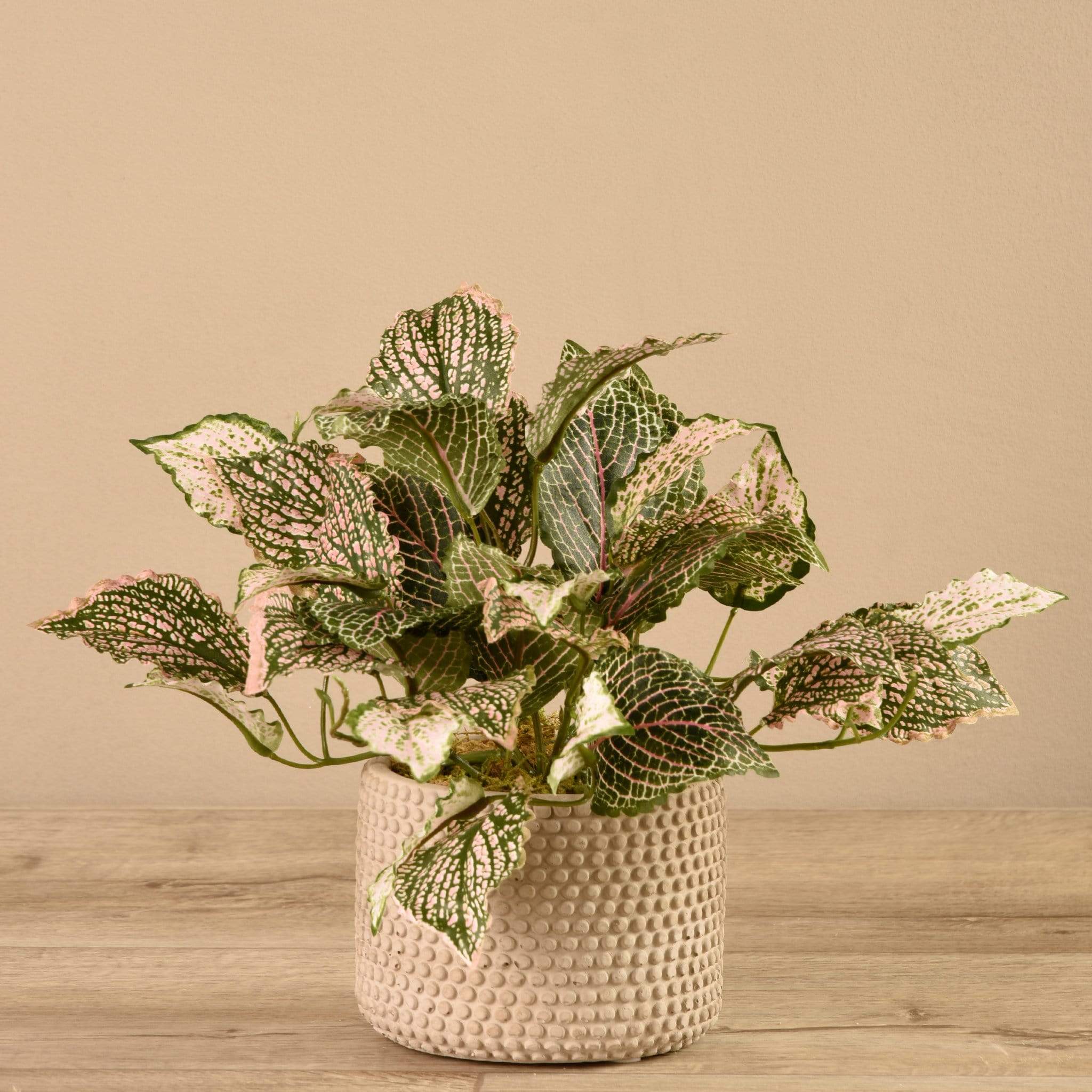 Potted Fittonia - Image 2