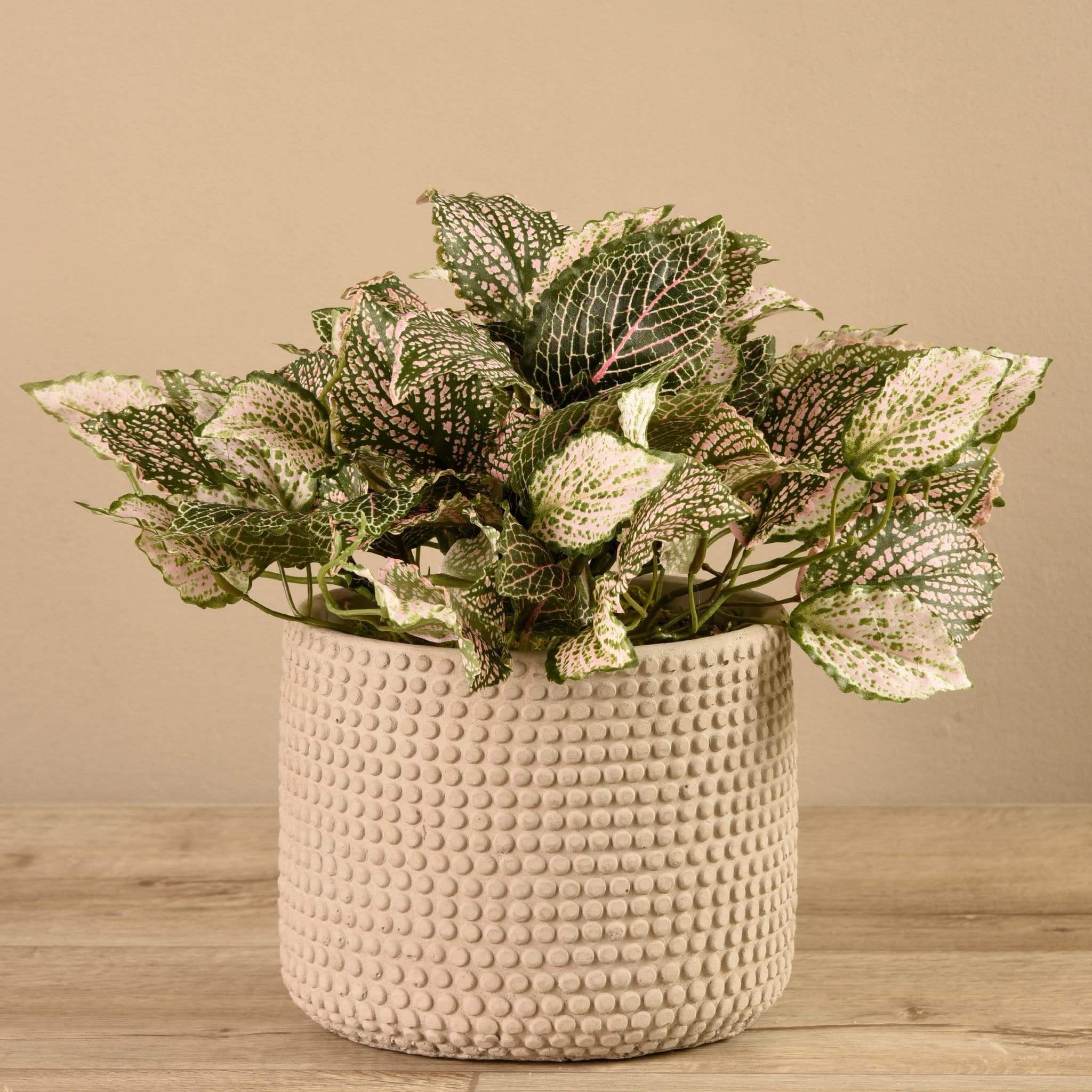 Potted Fittonia - Image 3