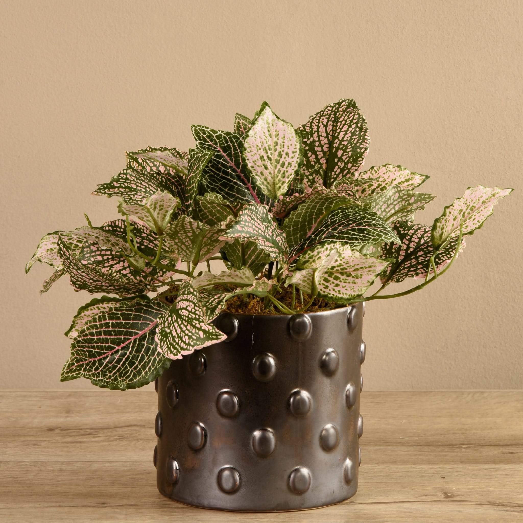 Potted Fittonia - Image 2