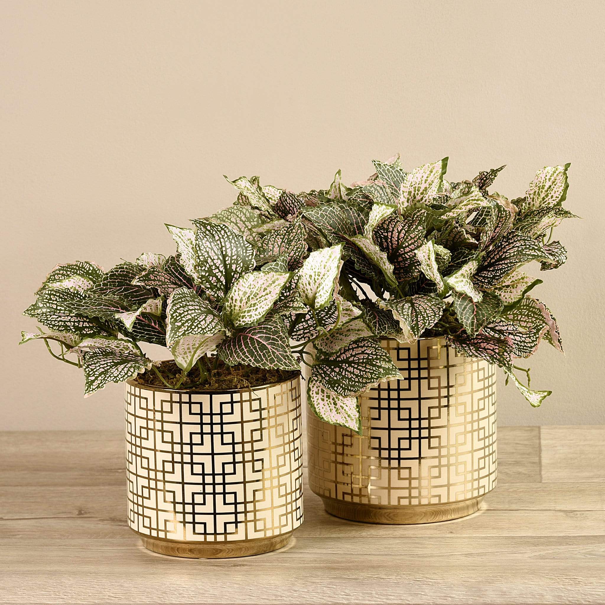 Potted Fittonia