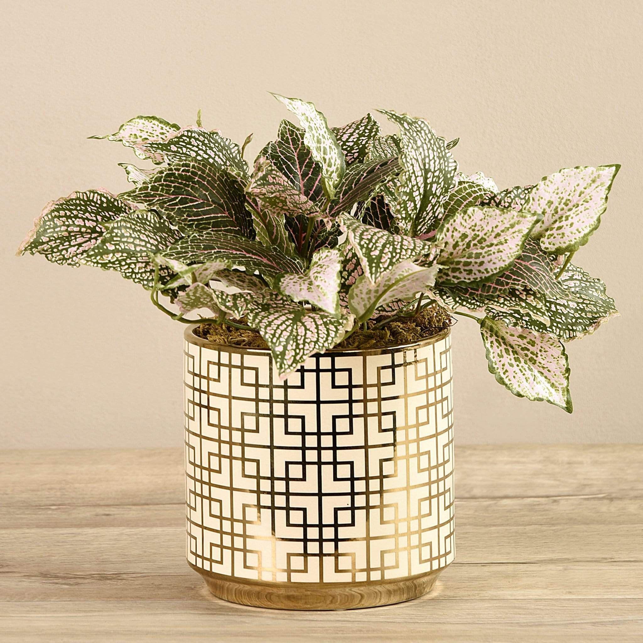 Potted Fittonia - Image 2