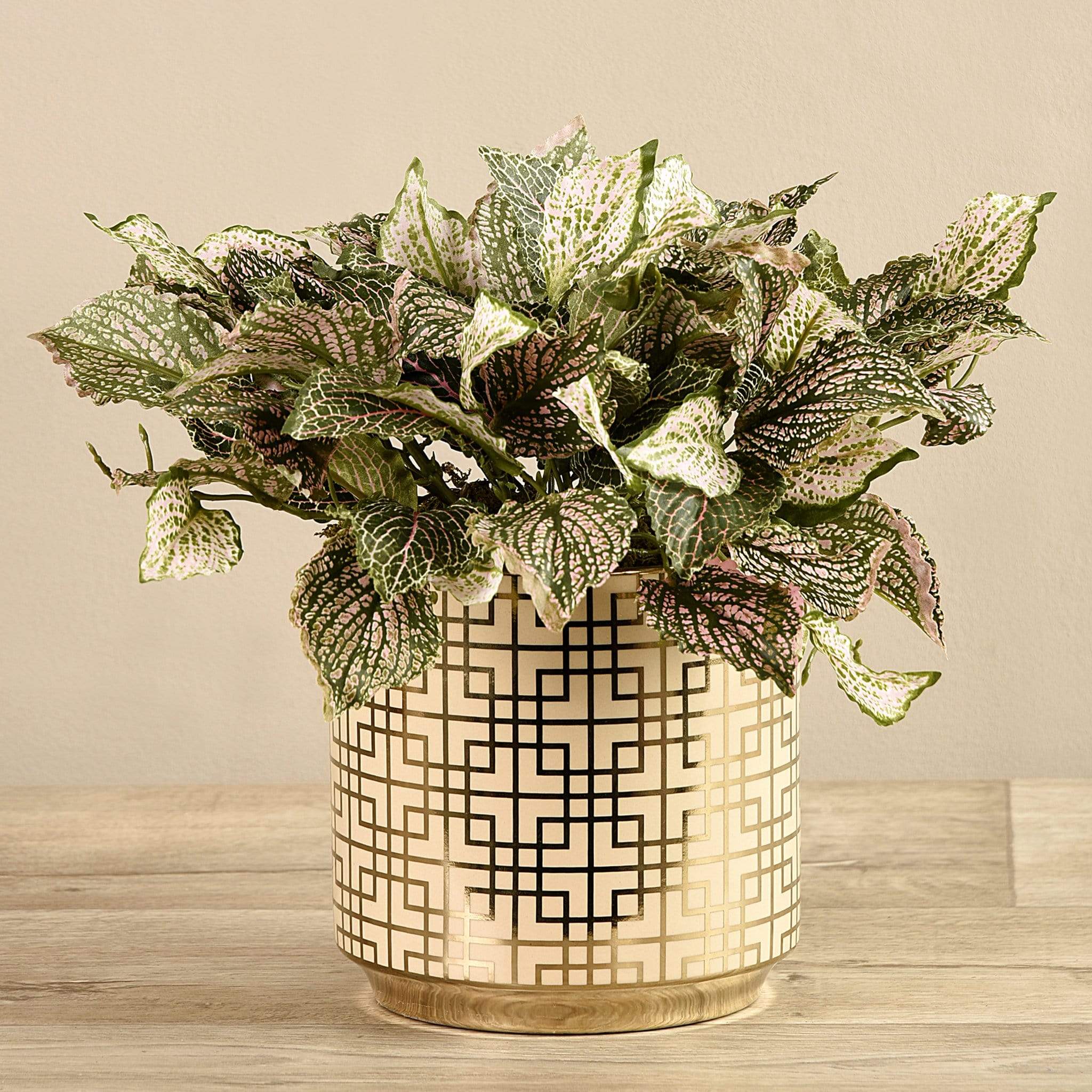 Potted Fittonia - Image 3