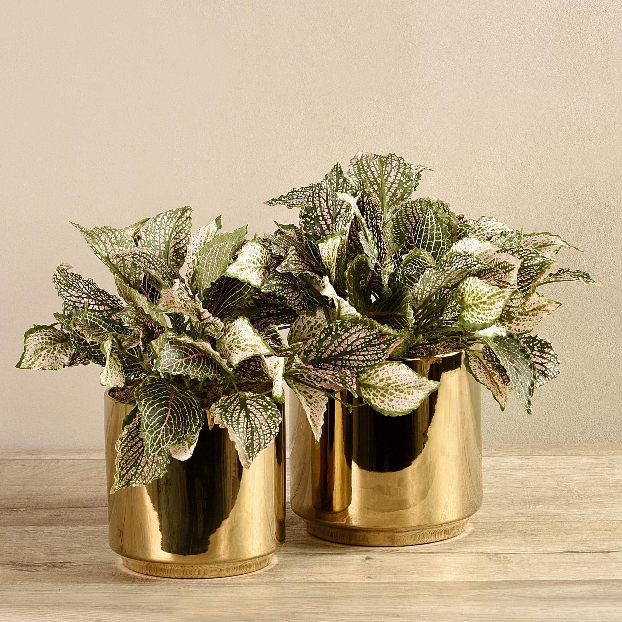 Potted Fittonia