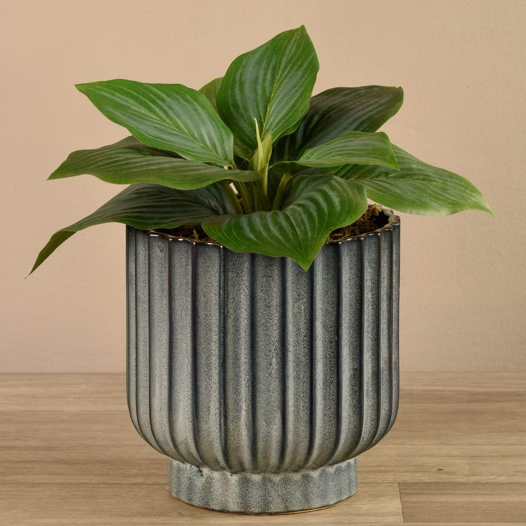 Potted Hosta