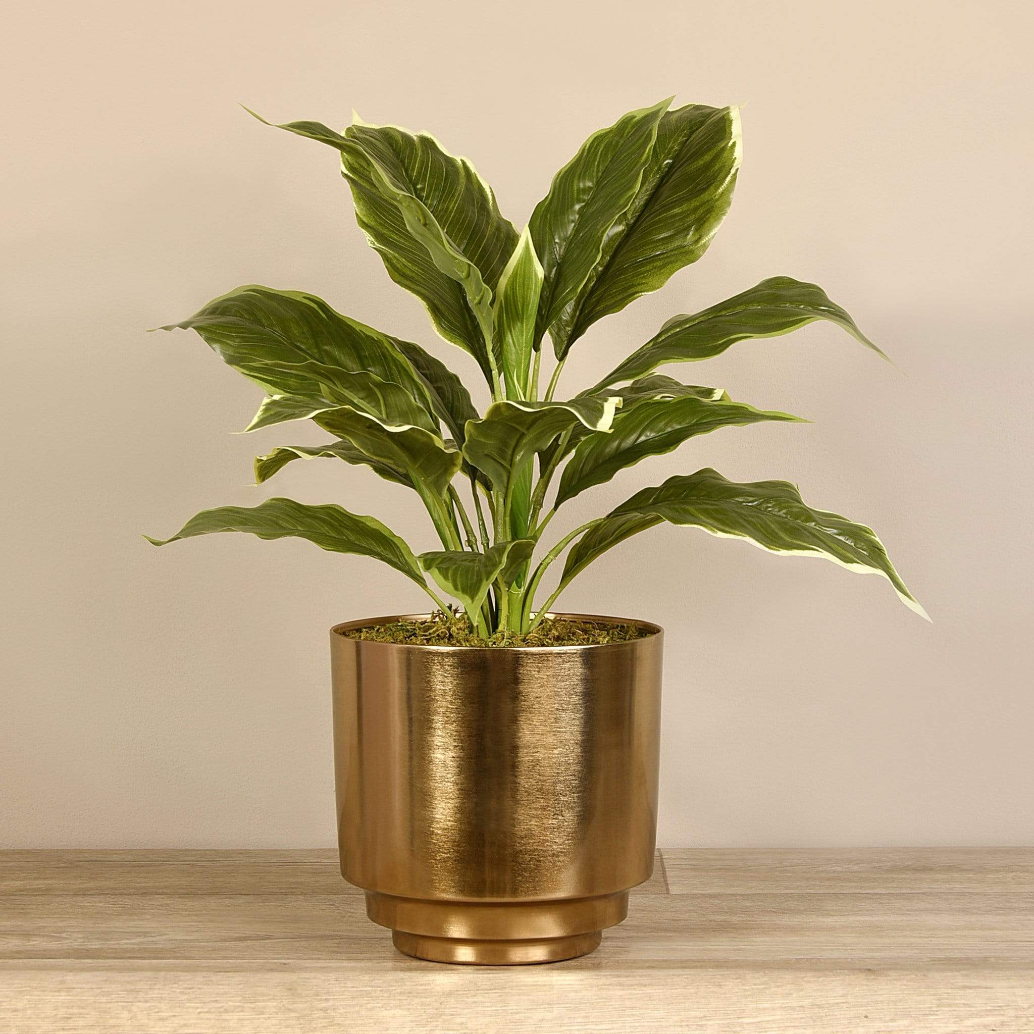 Potted Hosta Leaf