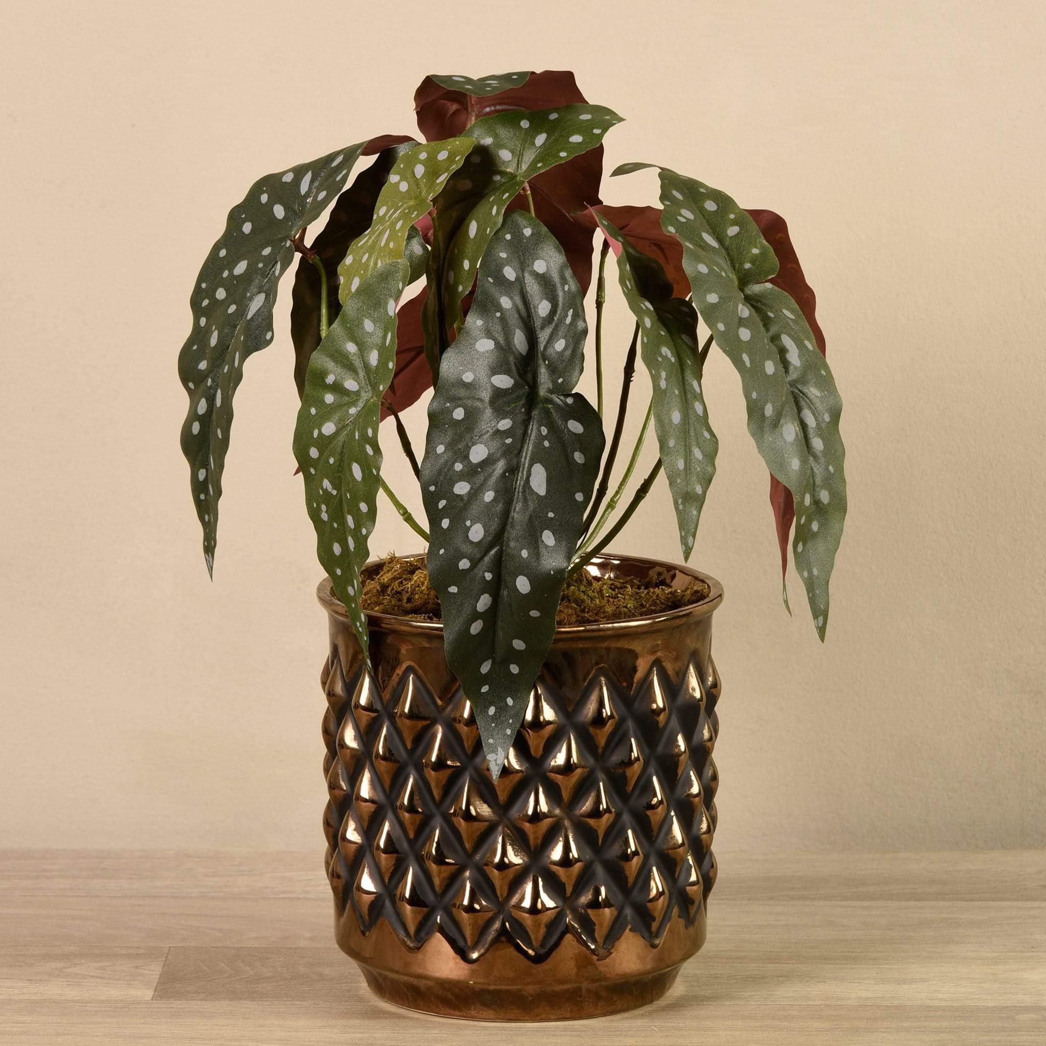 Potted Maculata