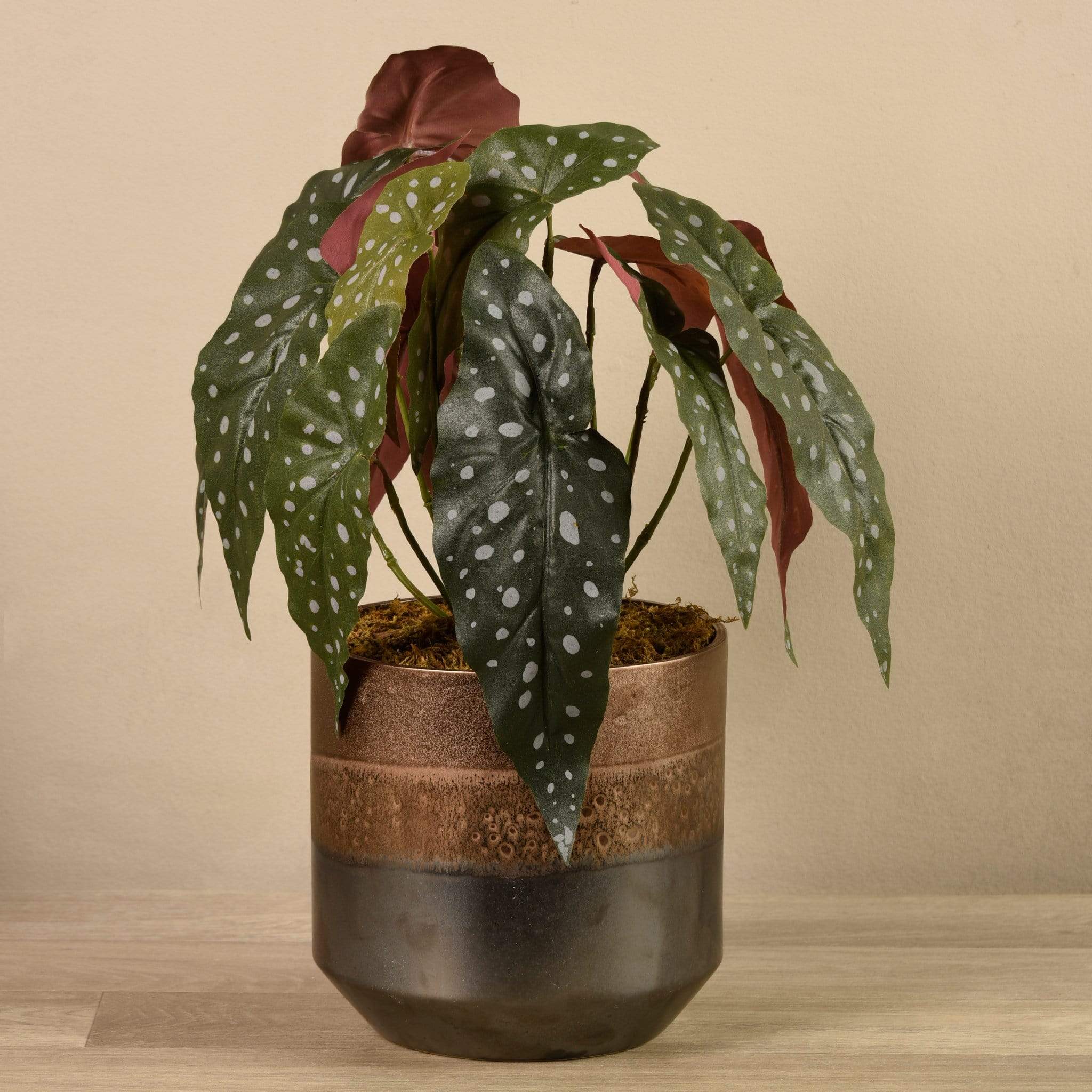 Potted Maculata