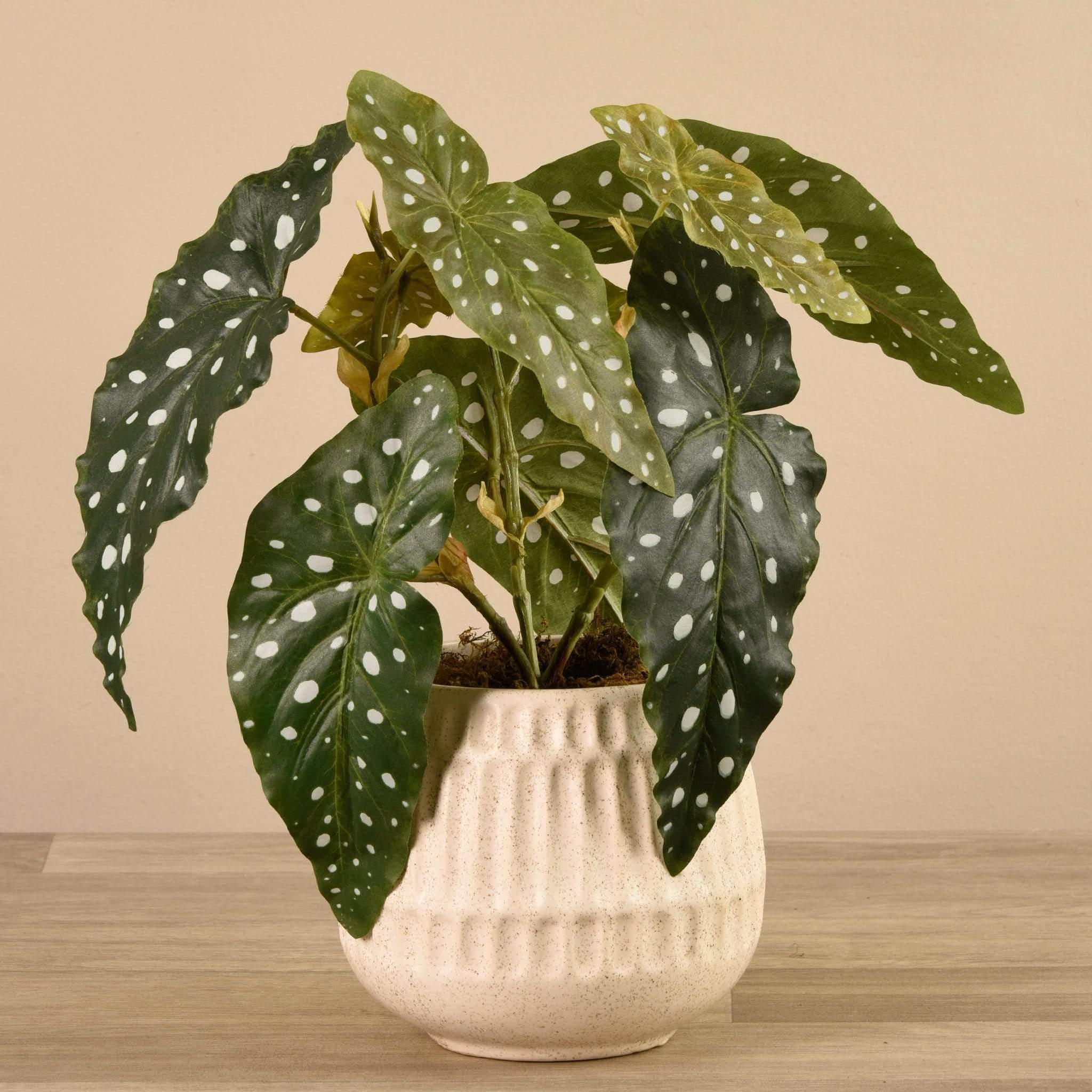 Potted Maculata