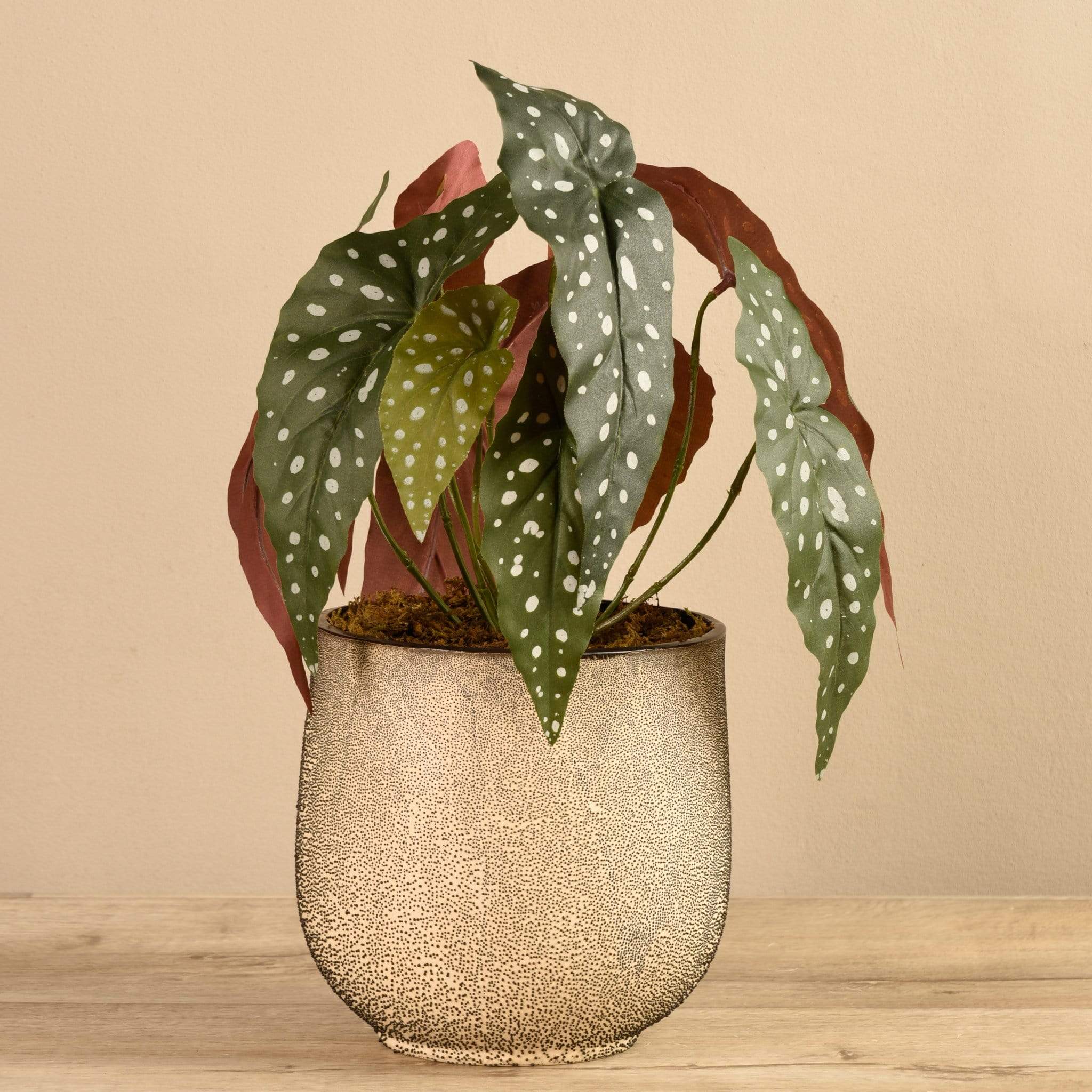 Potted Maculata