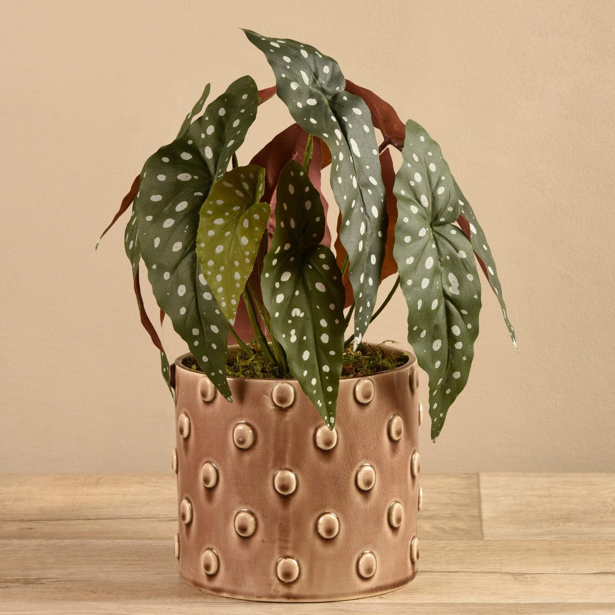 Potted Maculata
