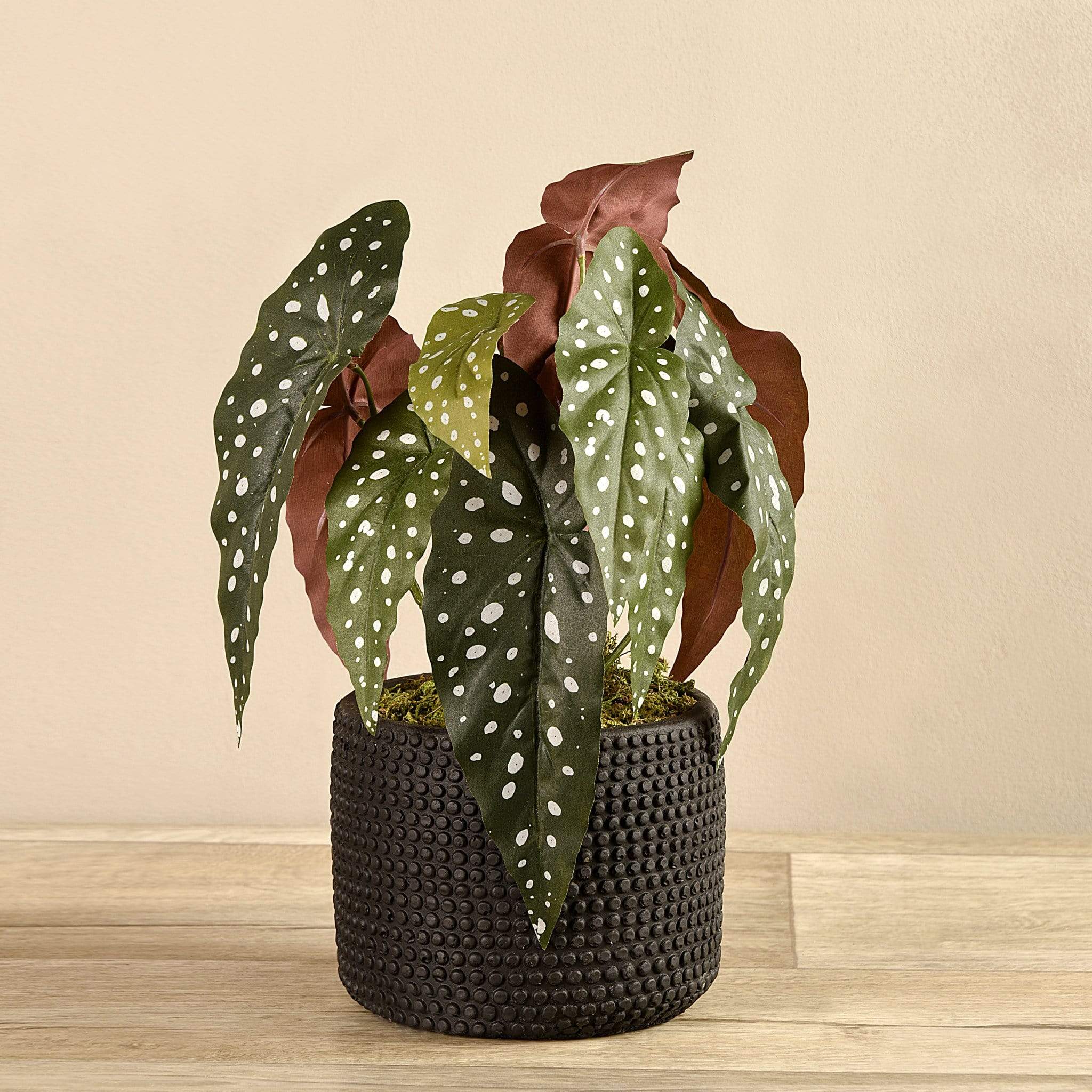 Potted Maculata