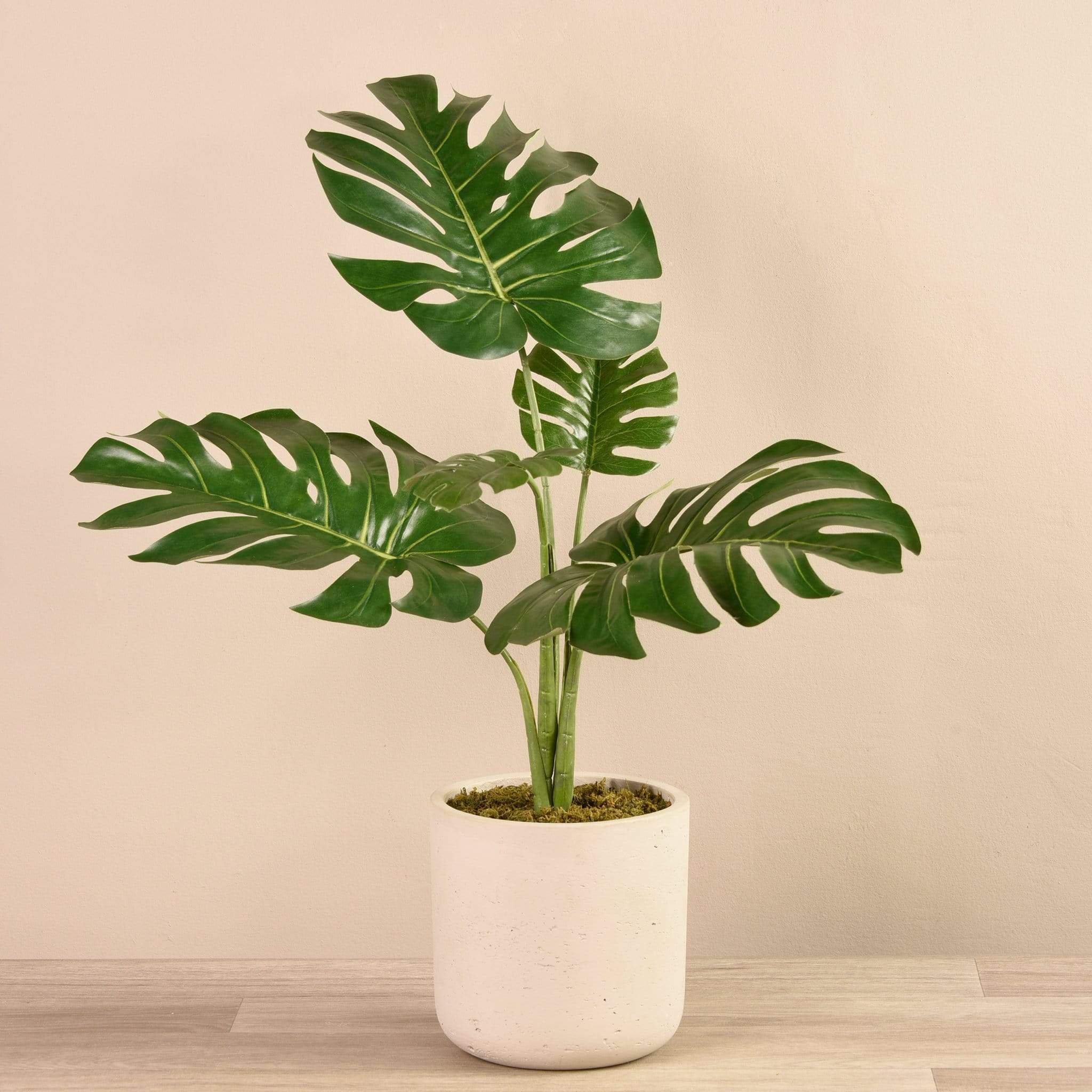 Potted Monstera Plant - Image 2