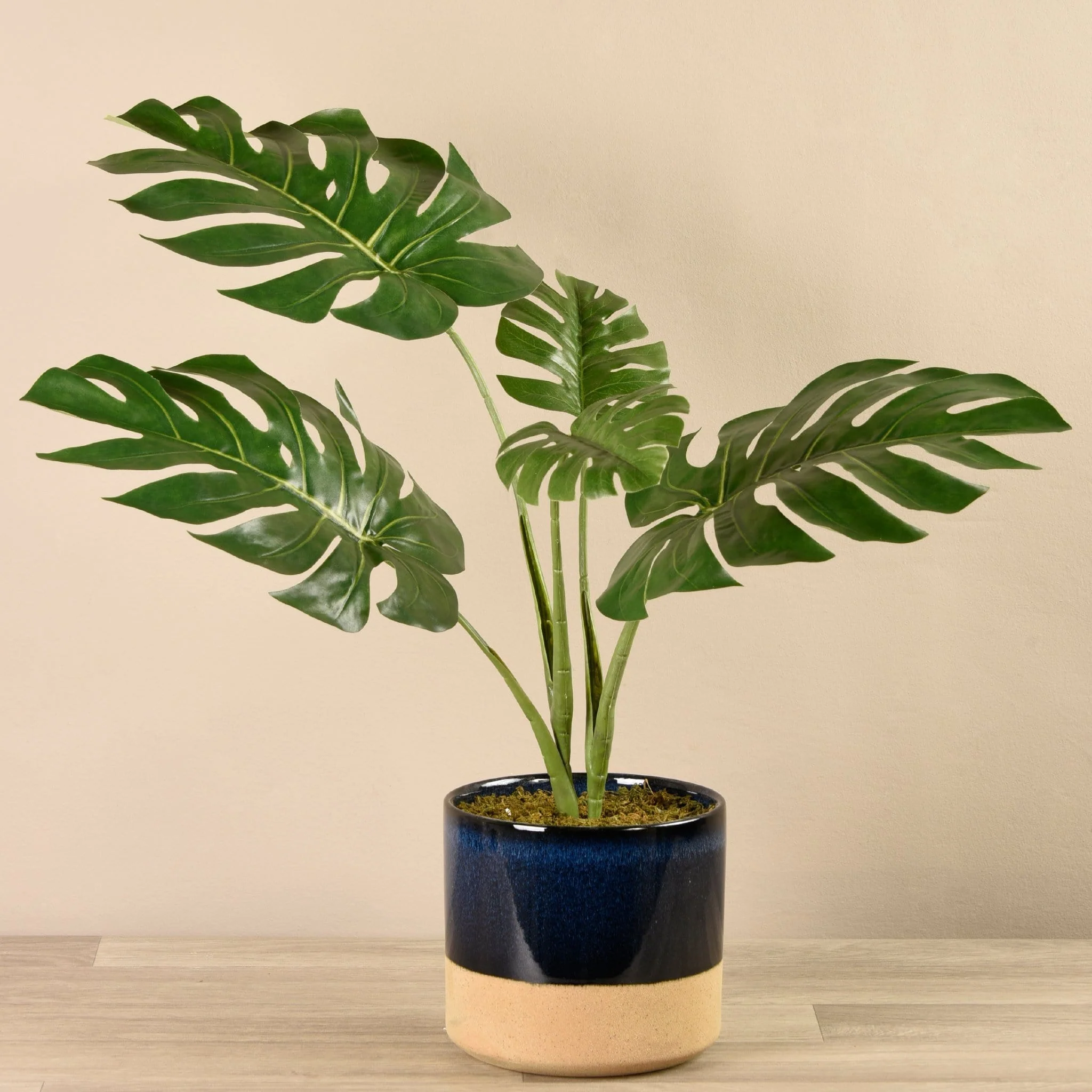 Potted Monstera Plant