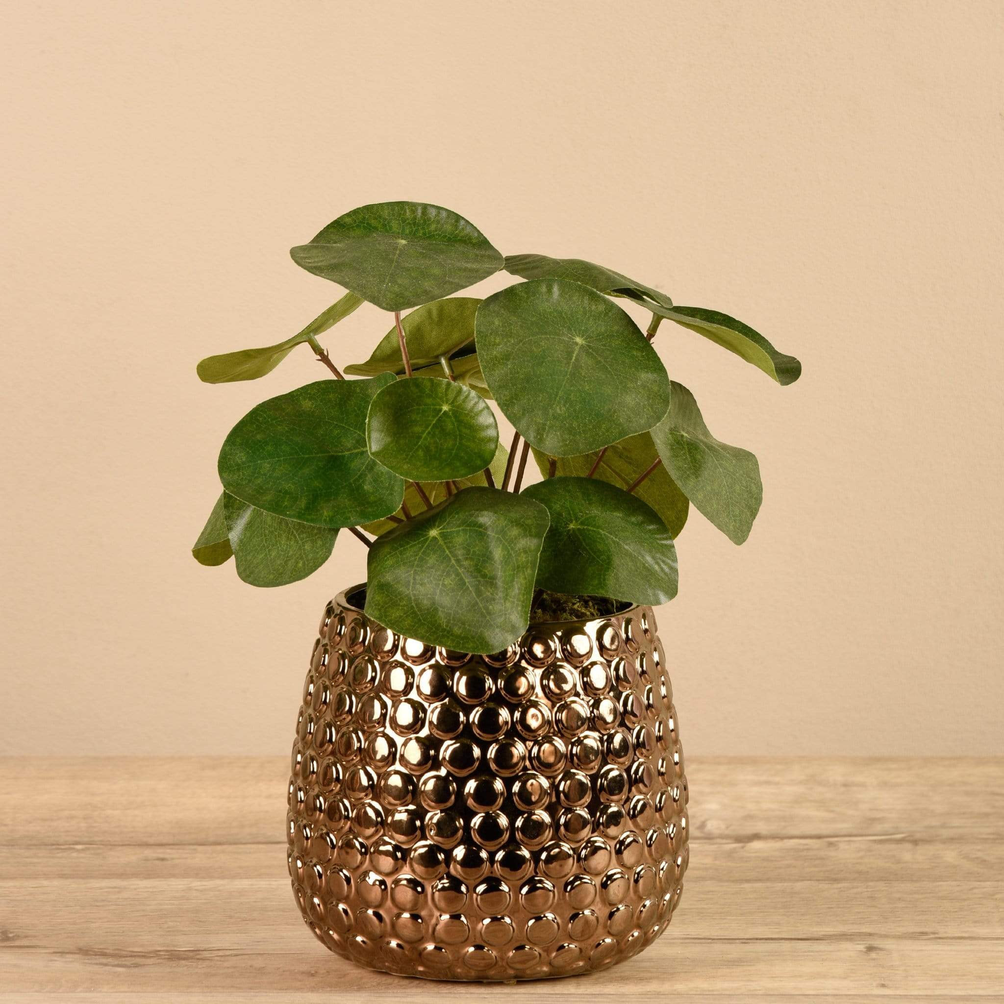 Potted Pancake - Image 2