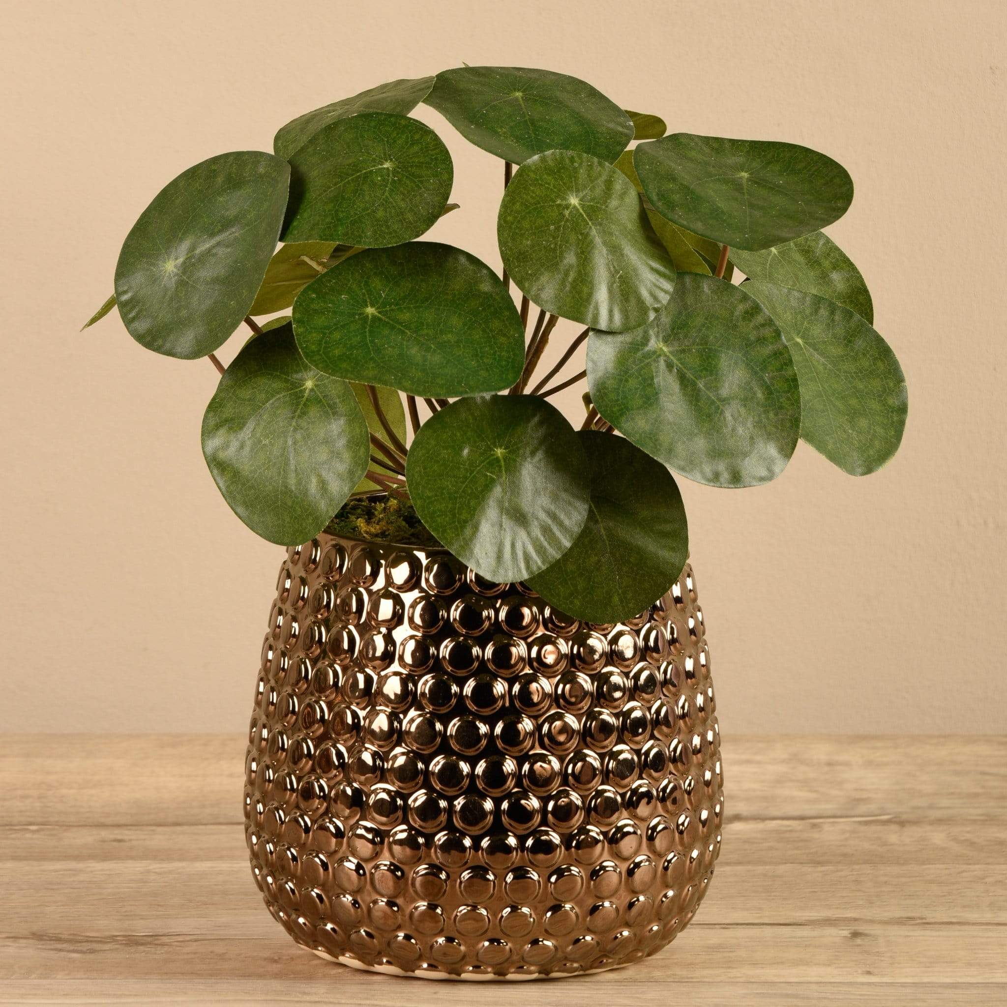 Potted Pancake - Image 3