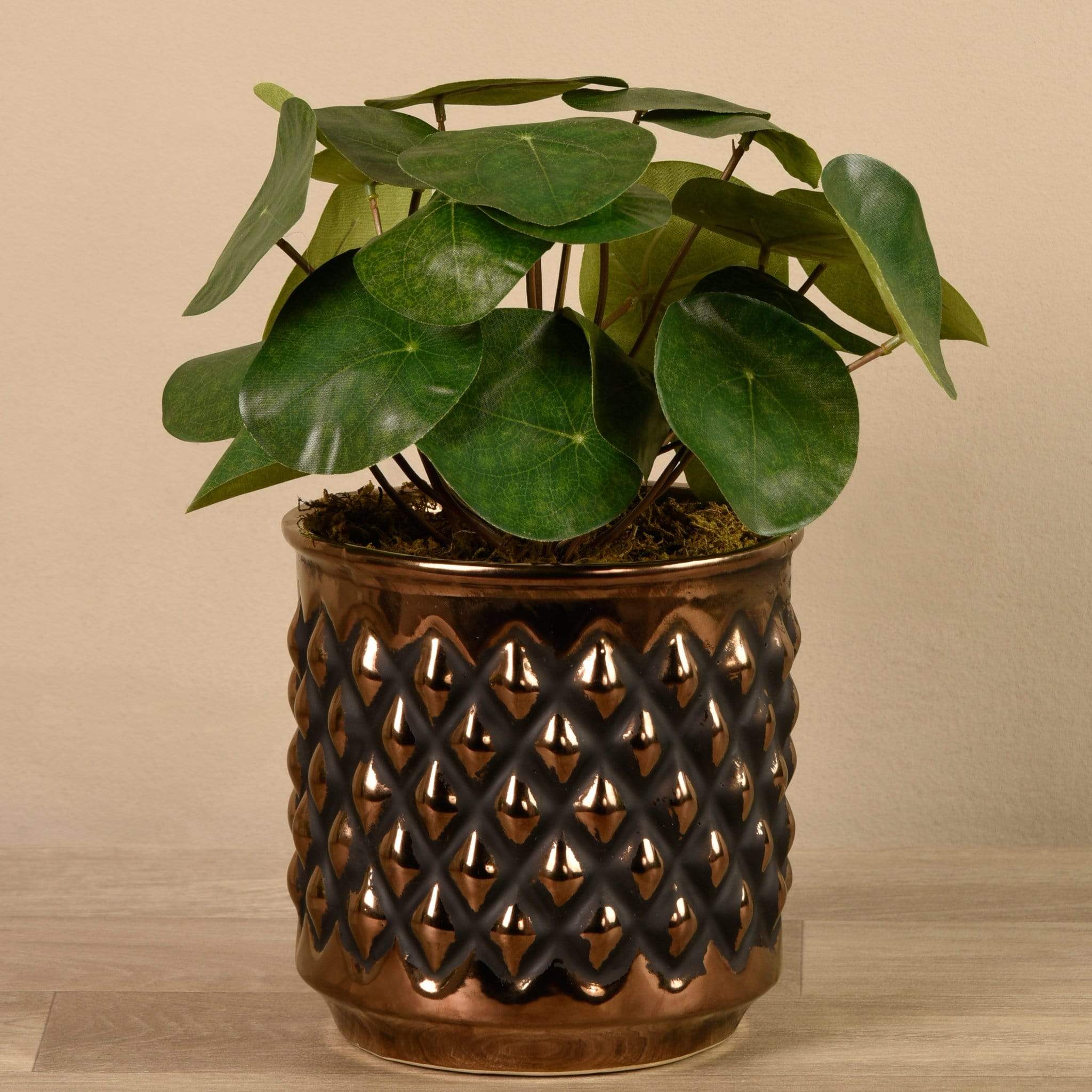 Potted Pancake - Image 3