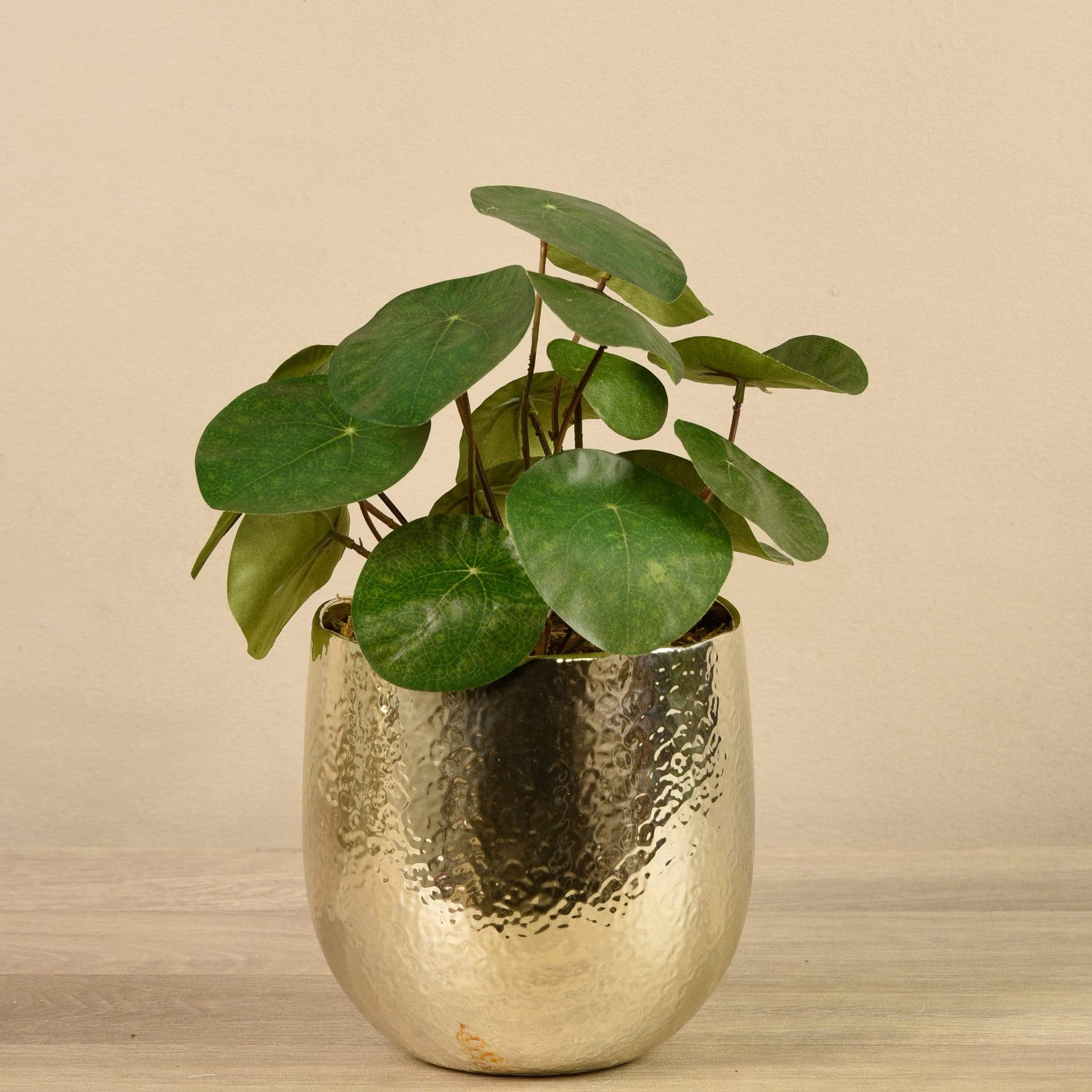 Potted Pancake - Image 2