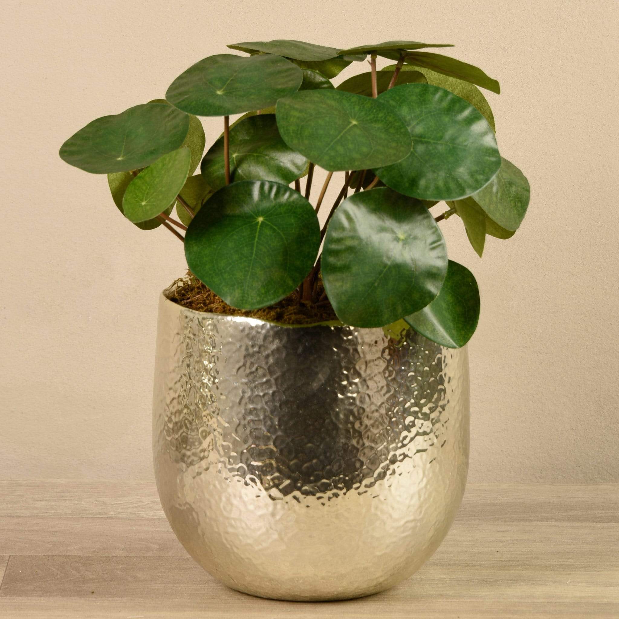 Potted Pancake - Image 3