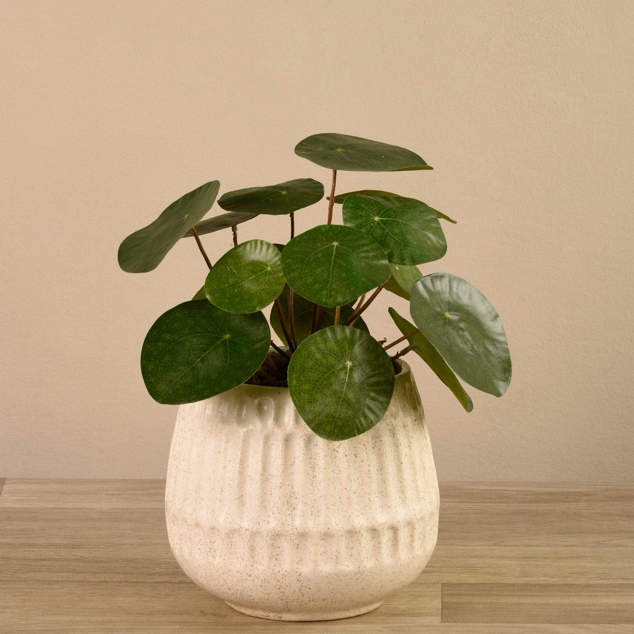 Potted Pancake - Image 2