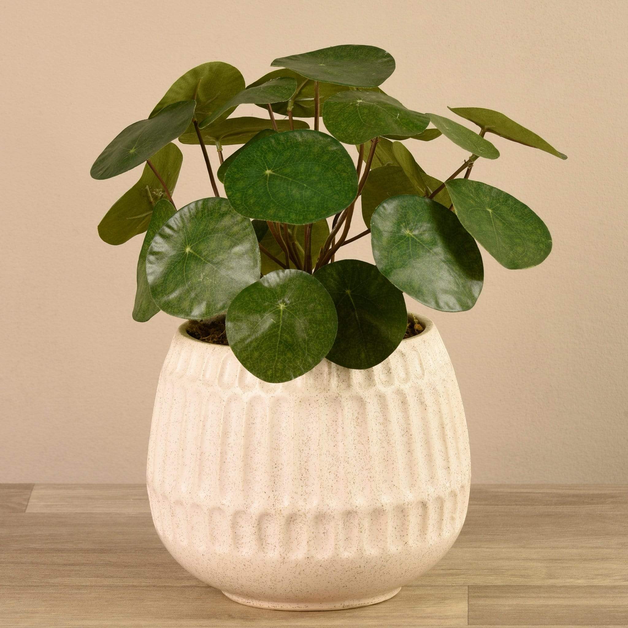 Potted Pancake - Image 3