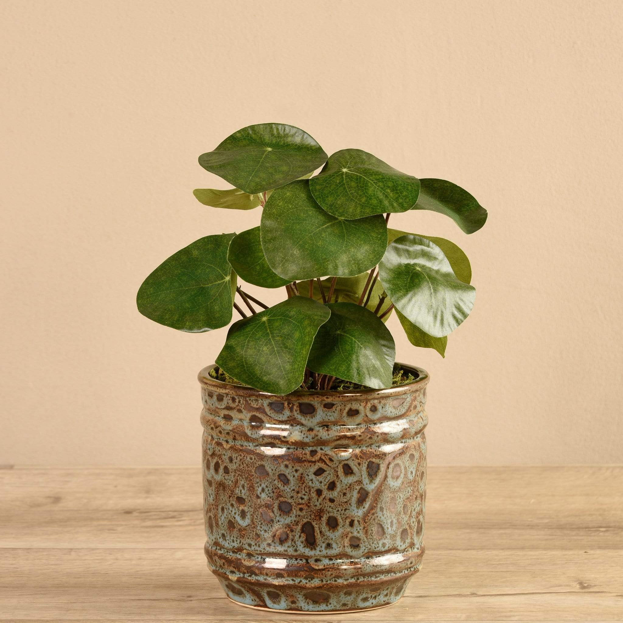 Potted Pancake - Image 2