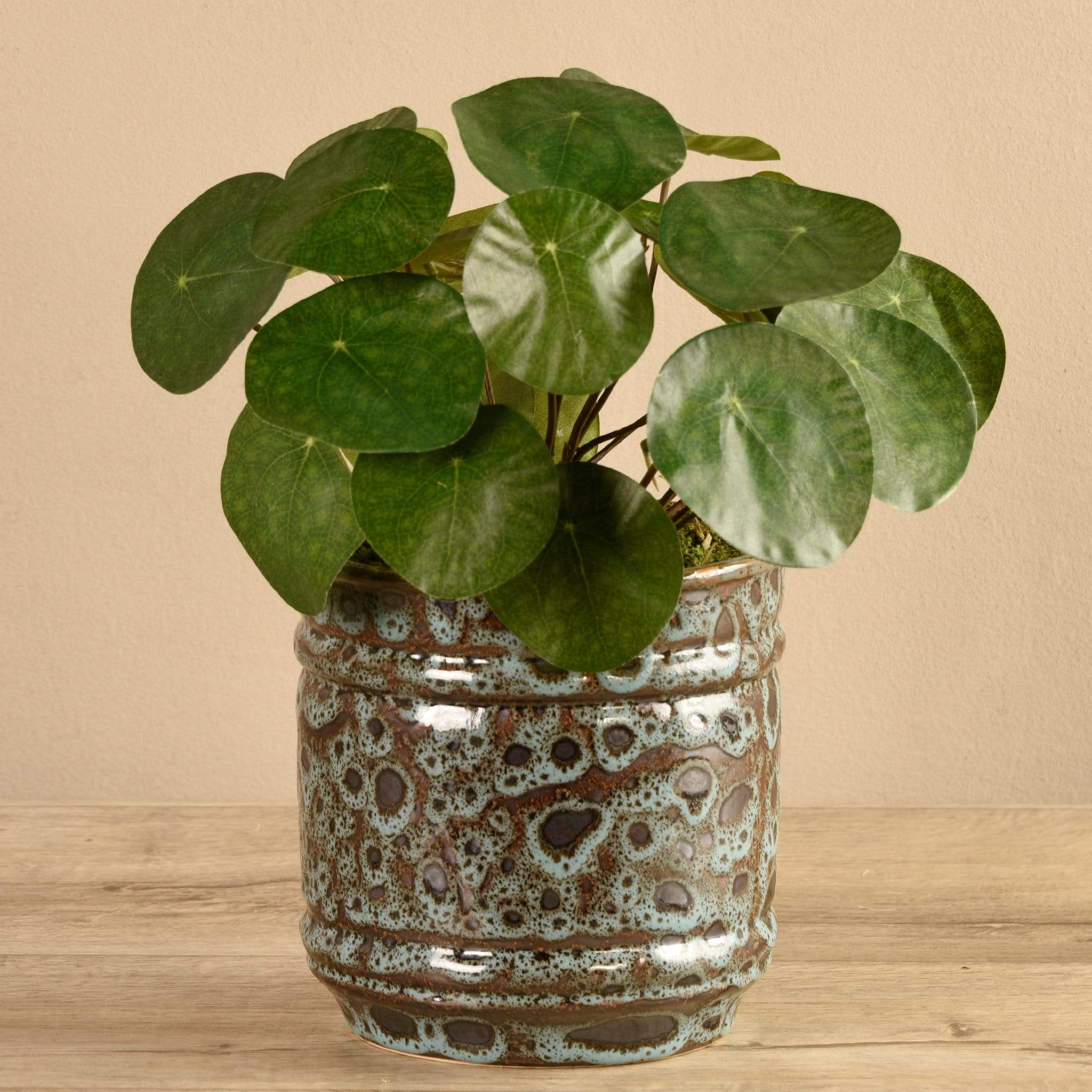 Potted Pancake - Image 3