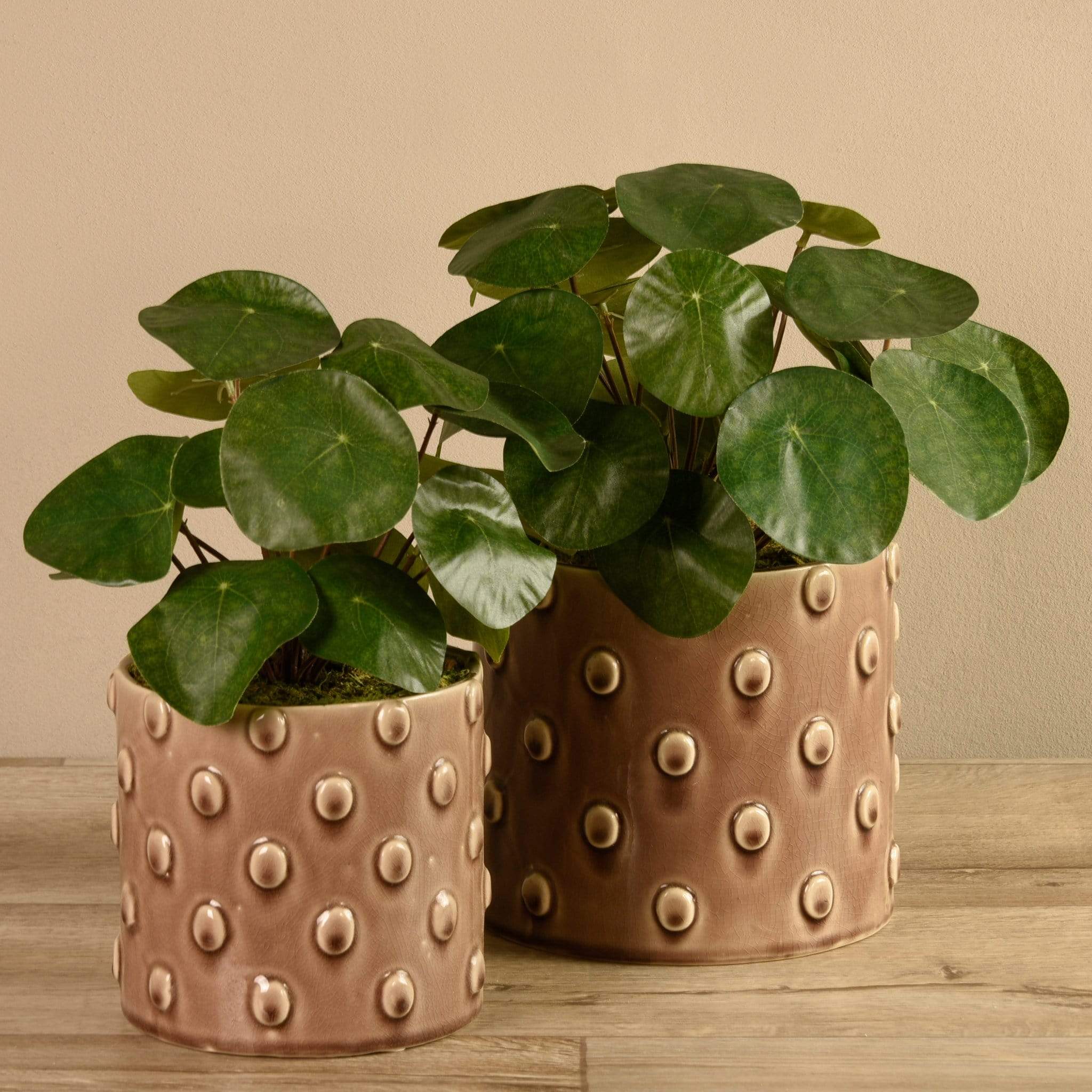 Potted Pancake
