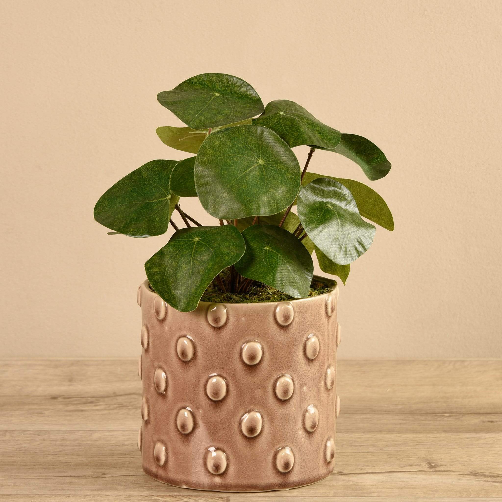 Potted Pancake - Image 2