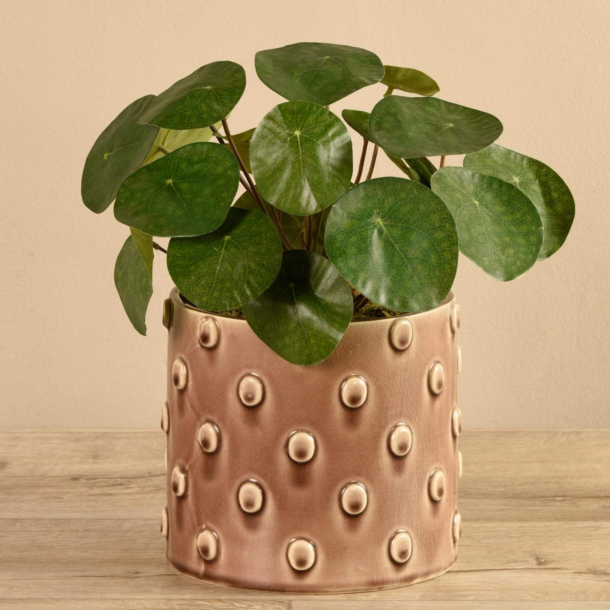Potted Pancake - Image 3