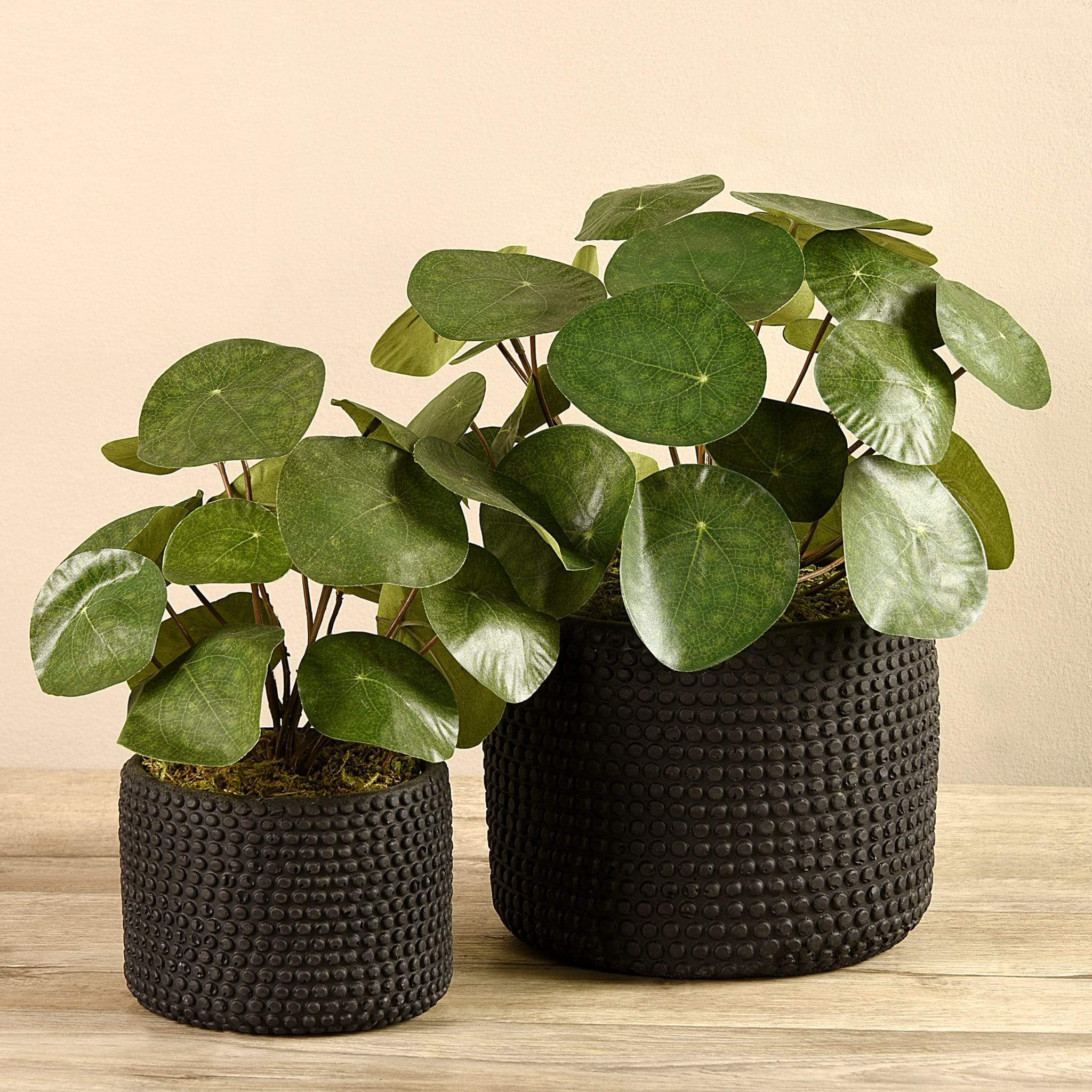 Potted Pancake