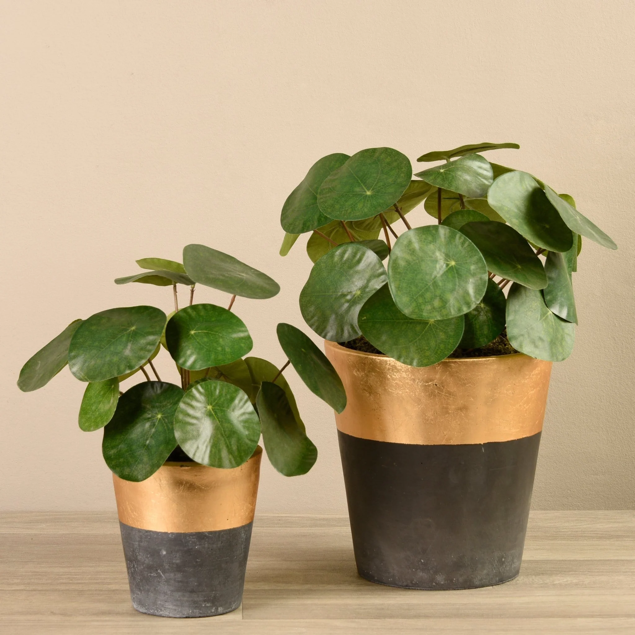 Potted Pancake Plant