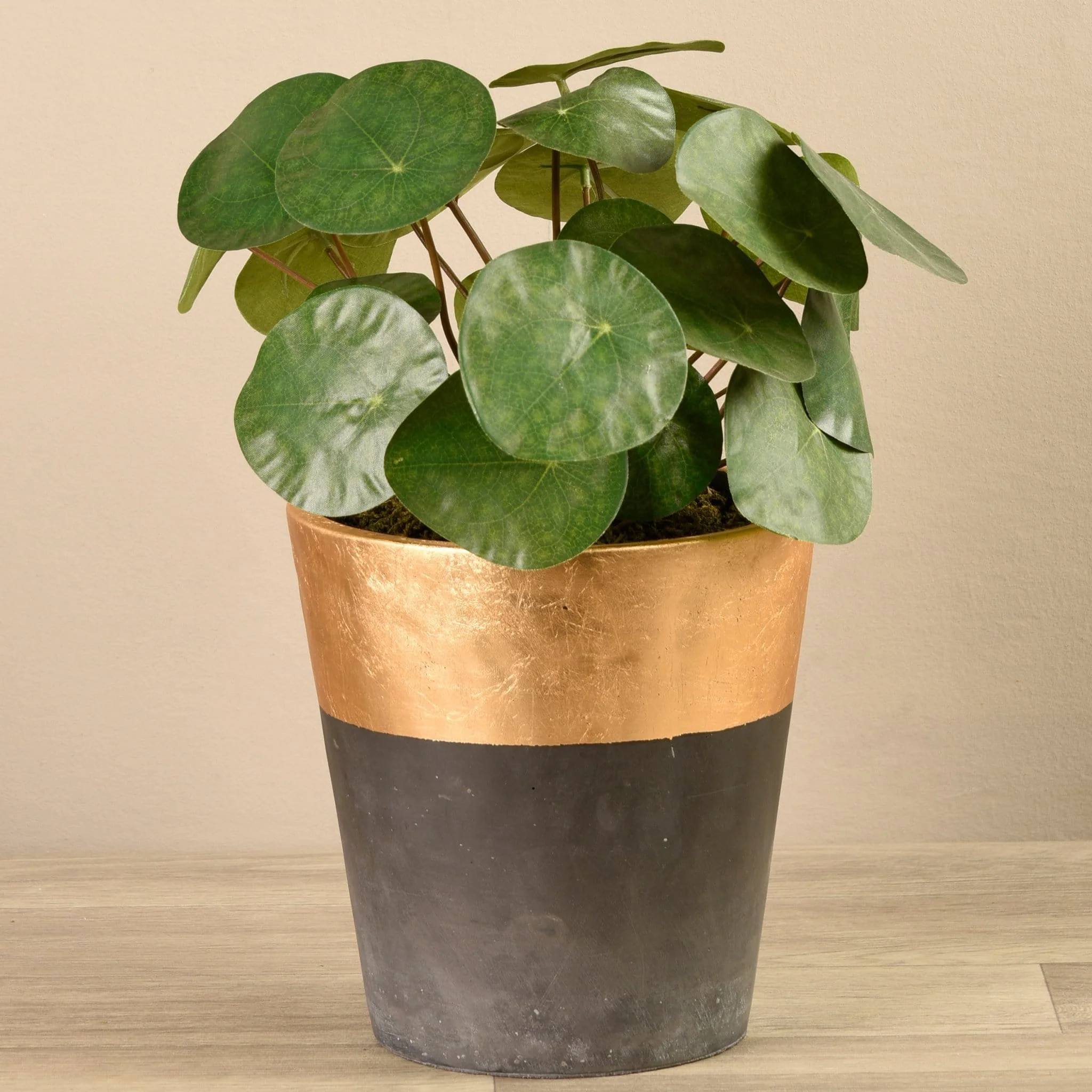 Potted Pancake Plant - Image 3