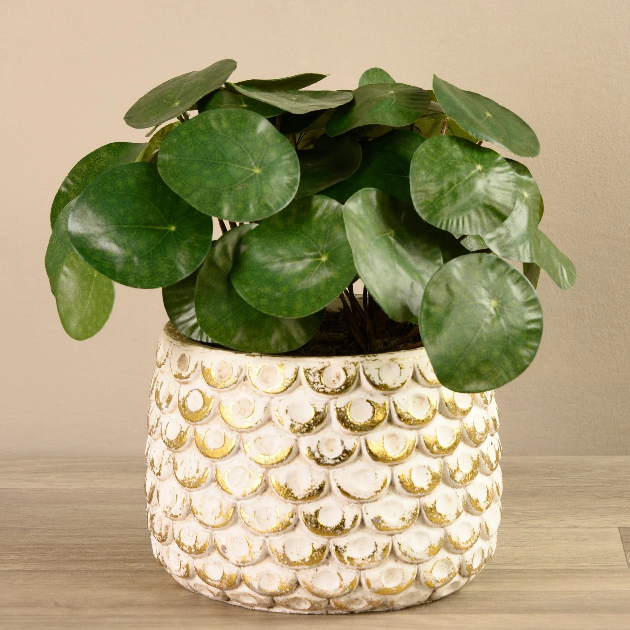 Potted Pancake Plant - Image 3
