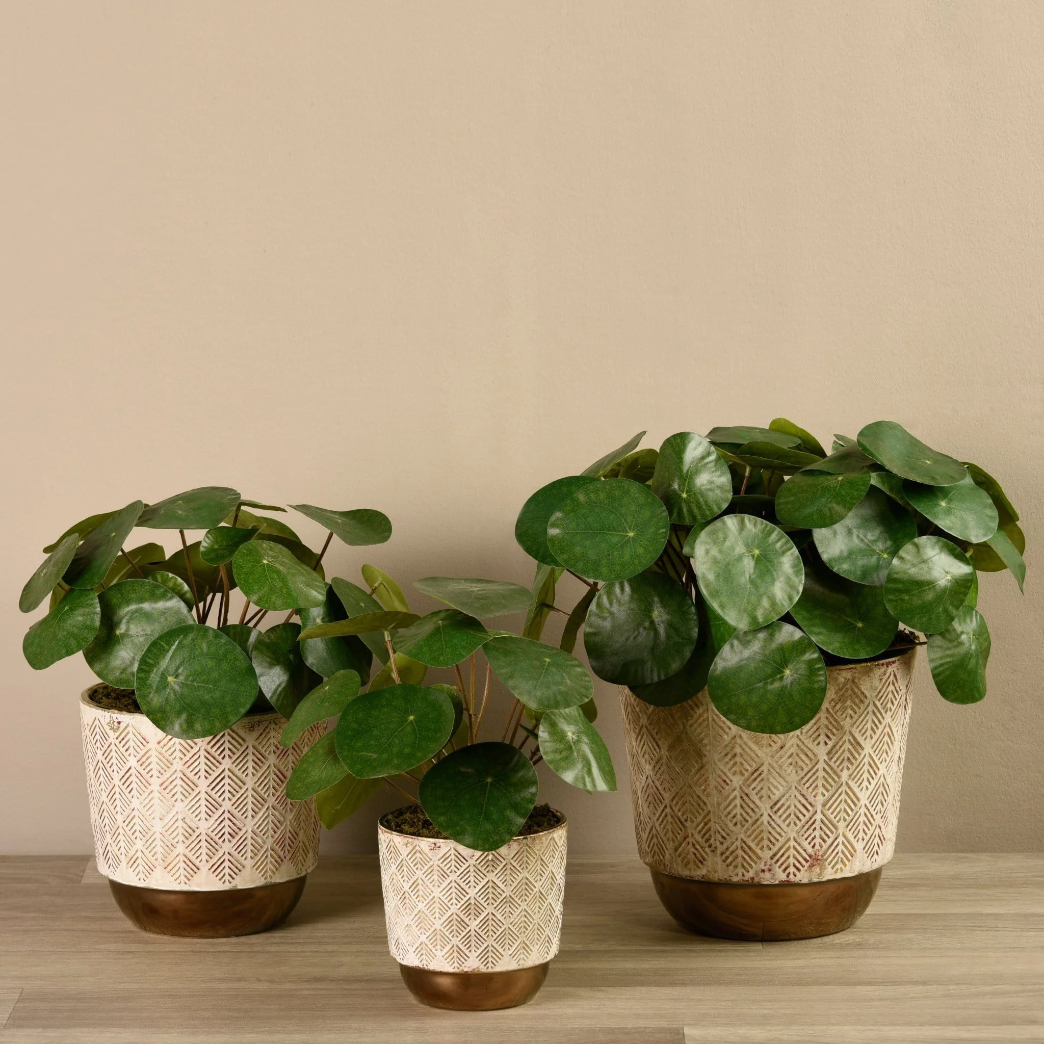 Potted Pancake Plant