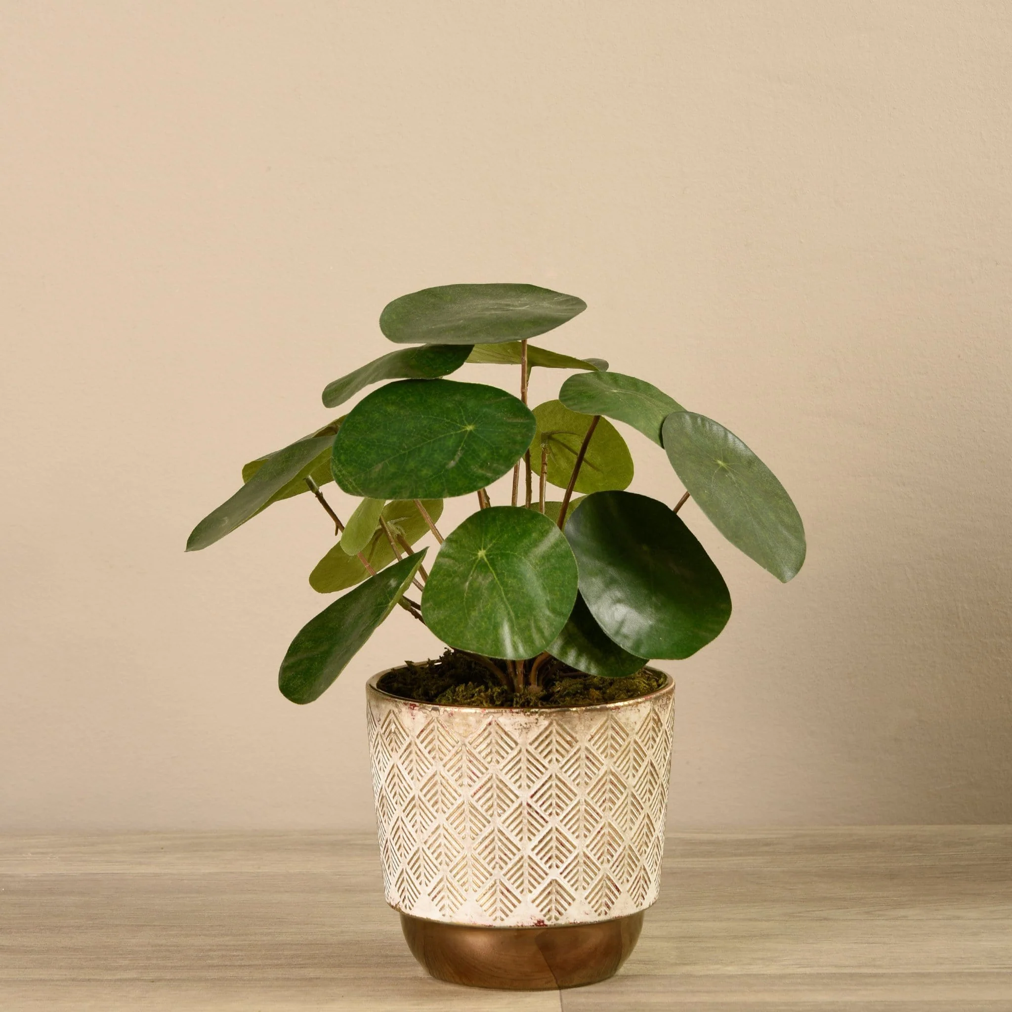 Potted Pancake Plant - Image 2