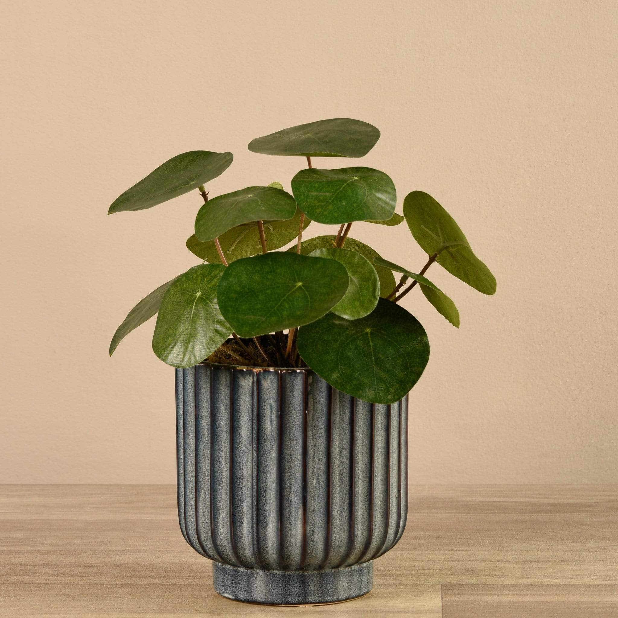 Potted Pancake Plant - Image 2