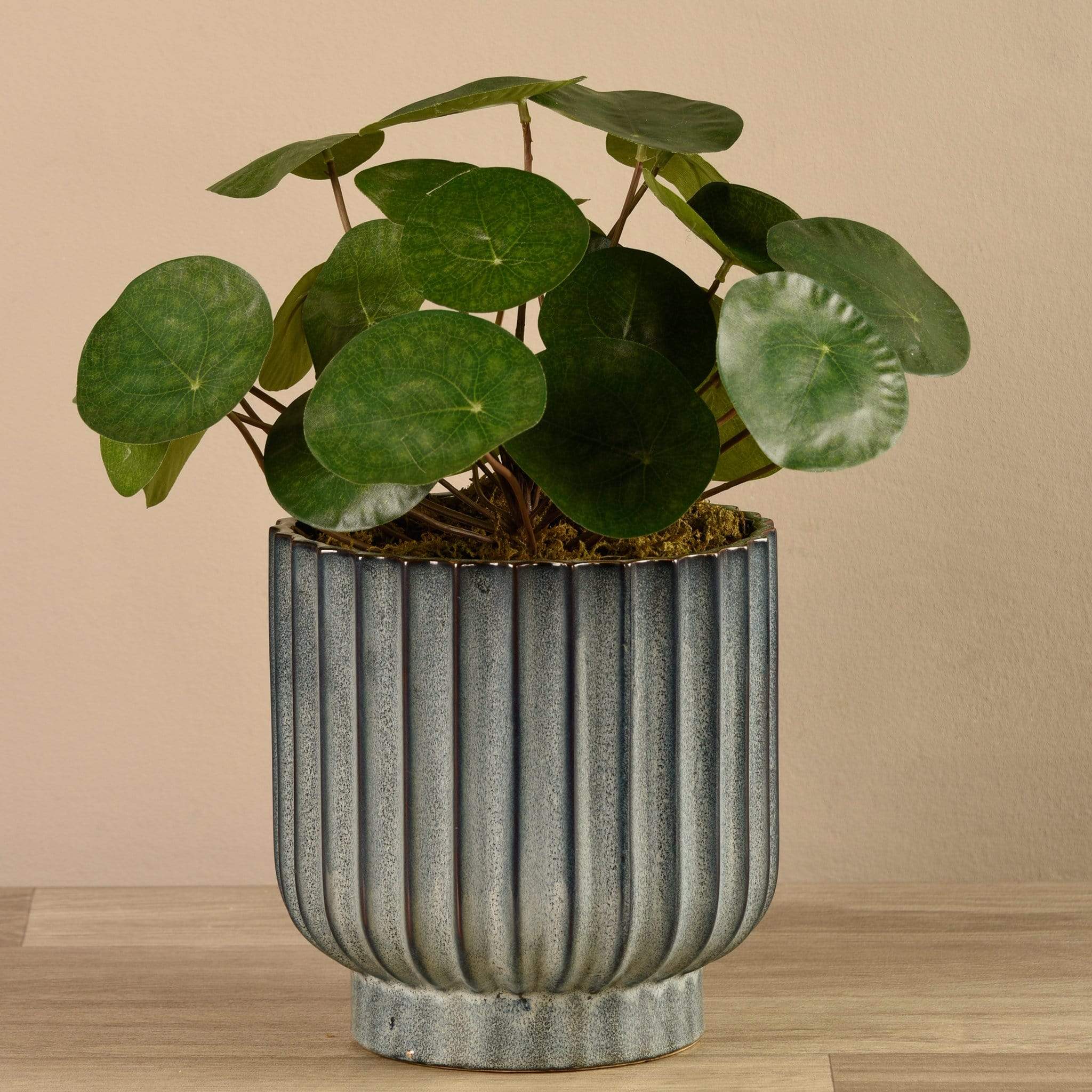 Potted Pancake Plant - Image 3
