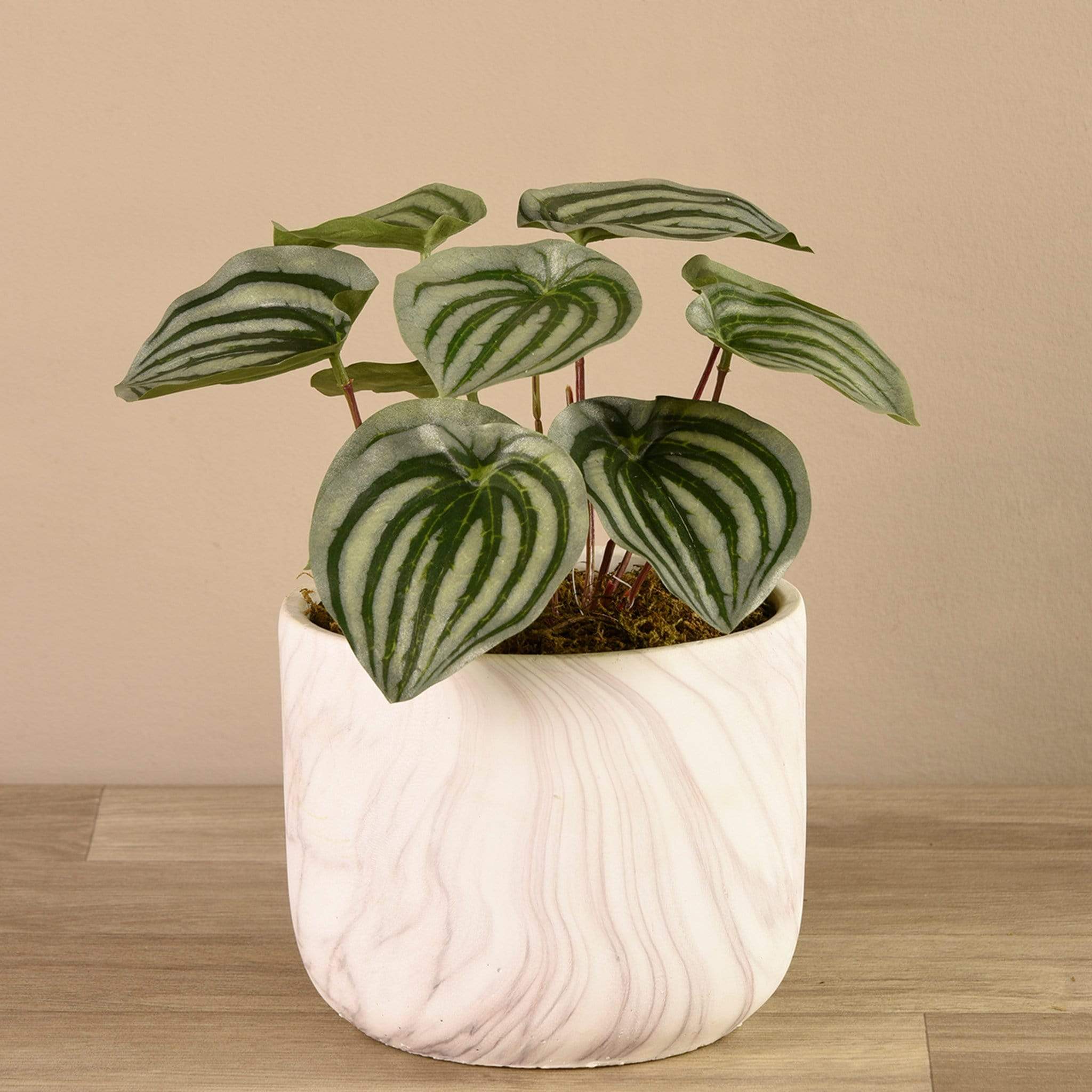Potted Peperomia