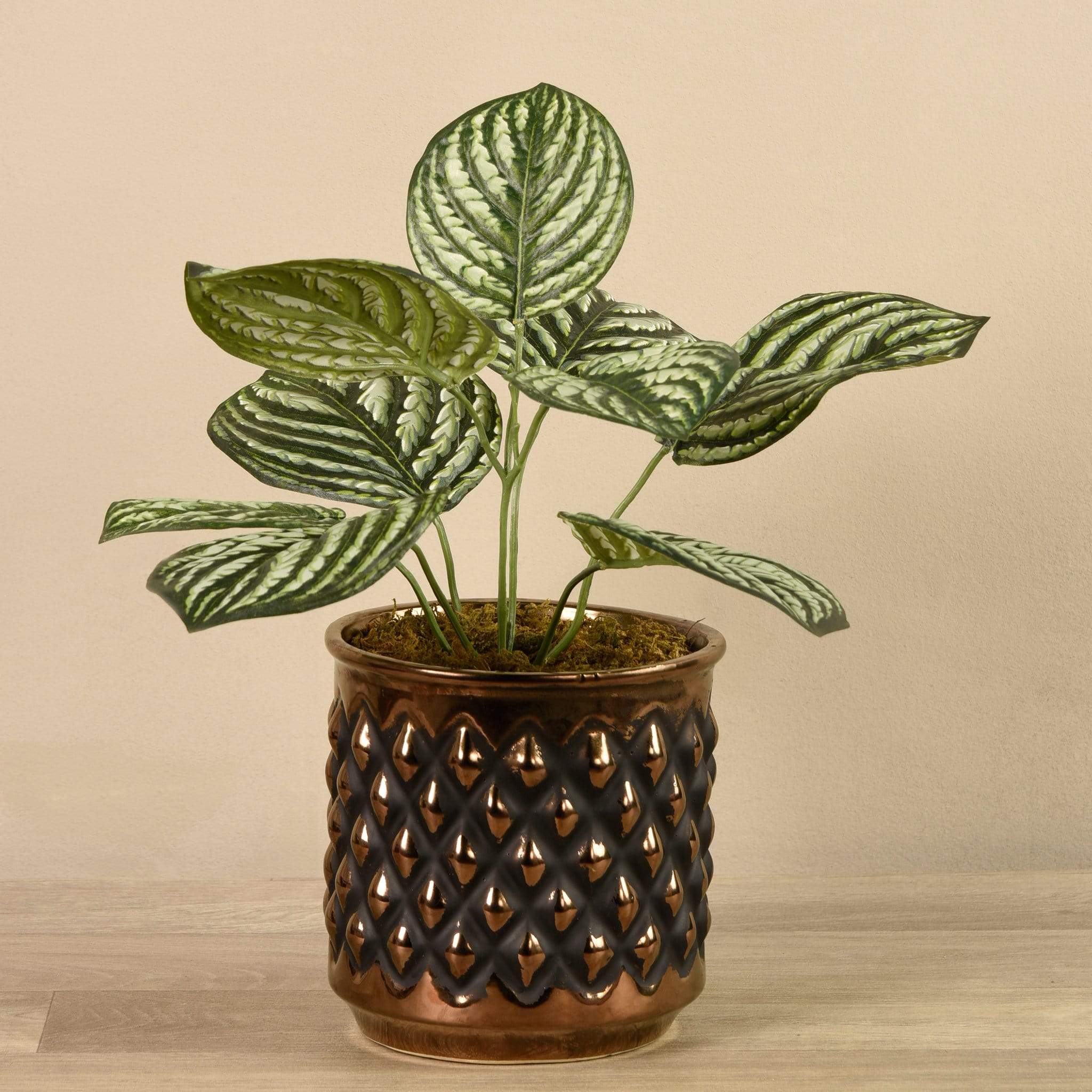 Potted Peperomia