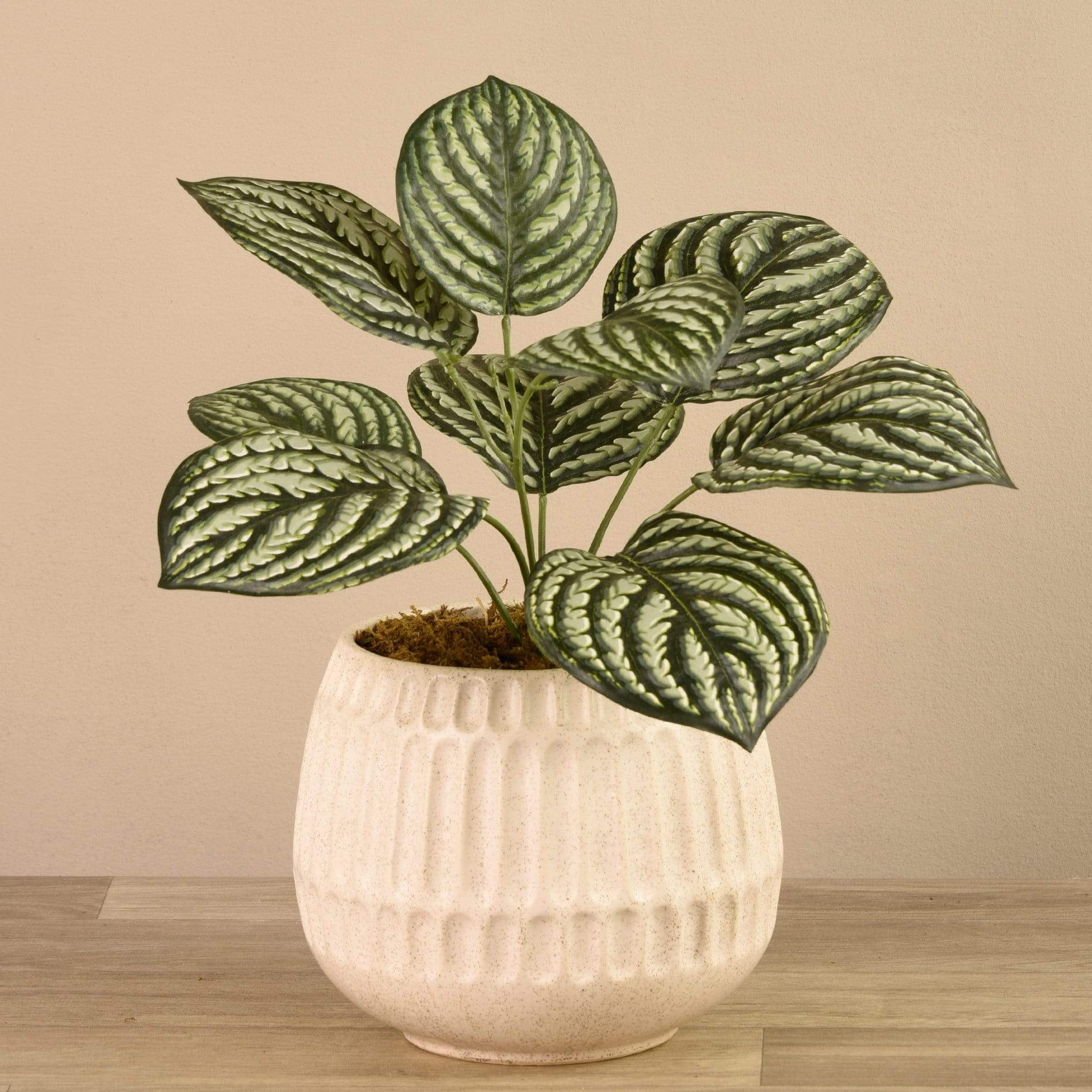 Potted Peperomia