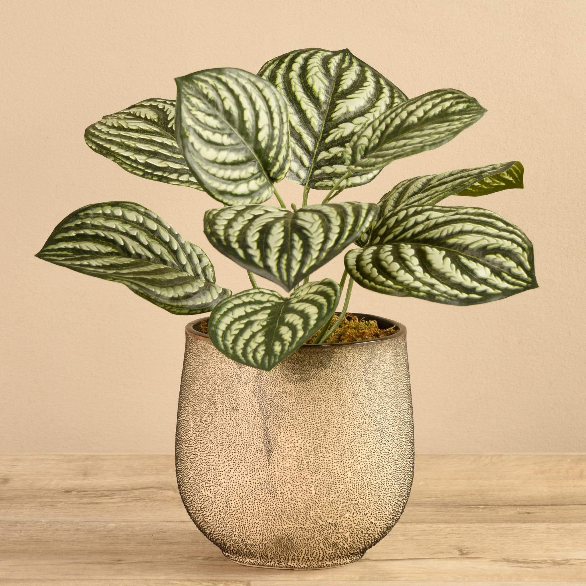 Potted Peperomia