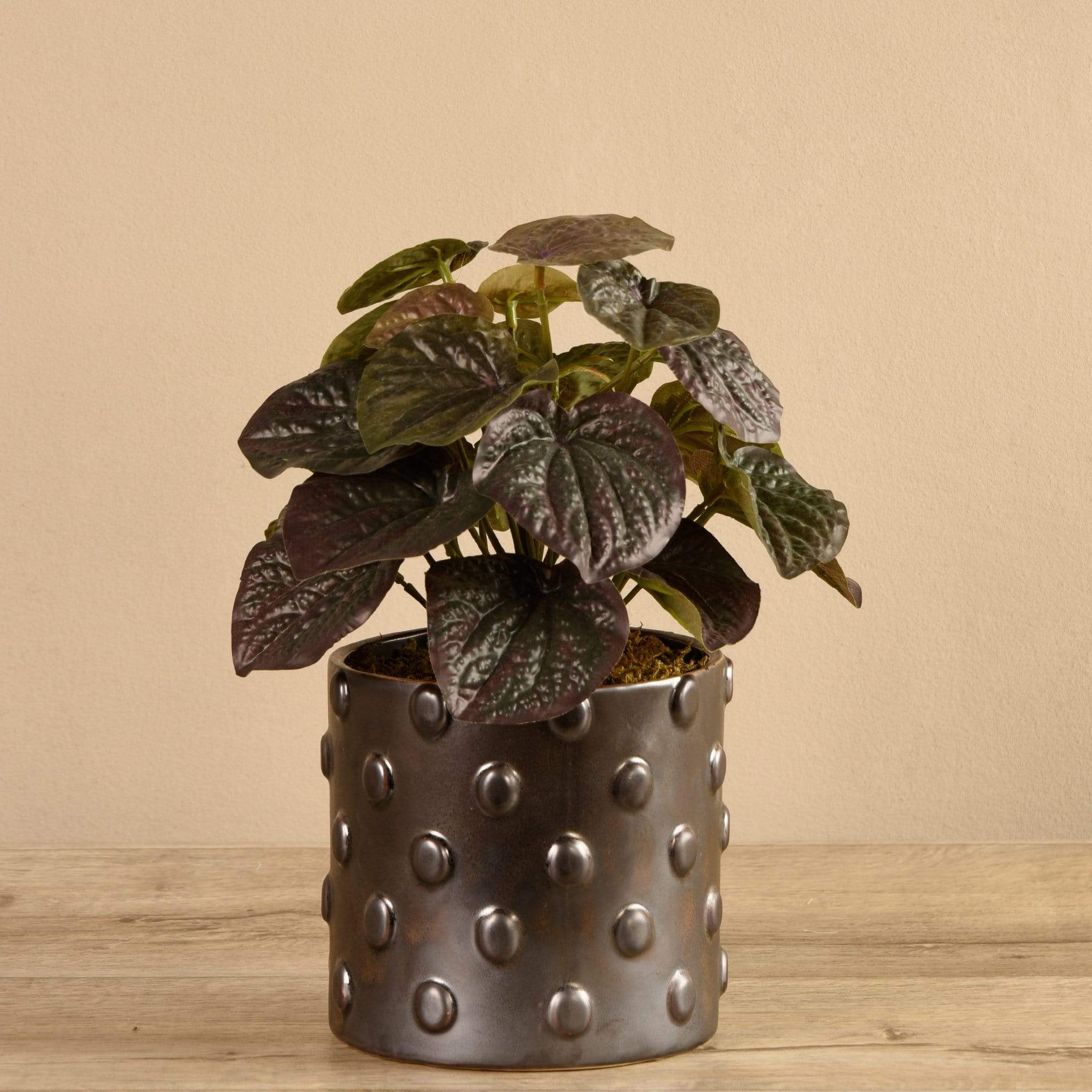 Potted Peperomia
