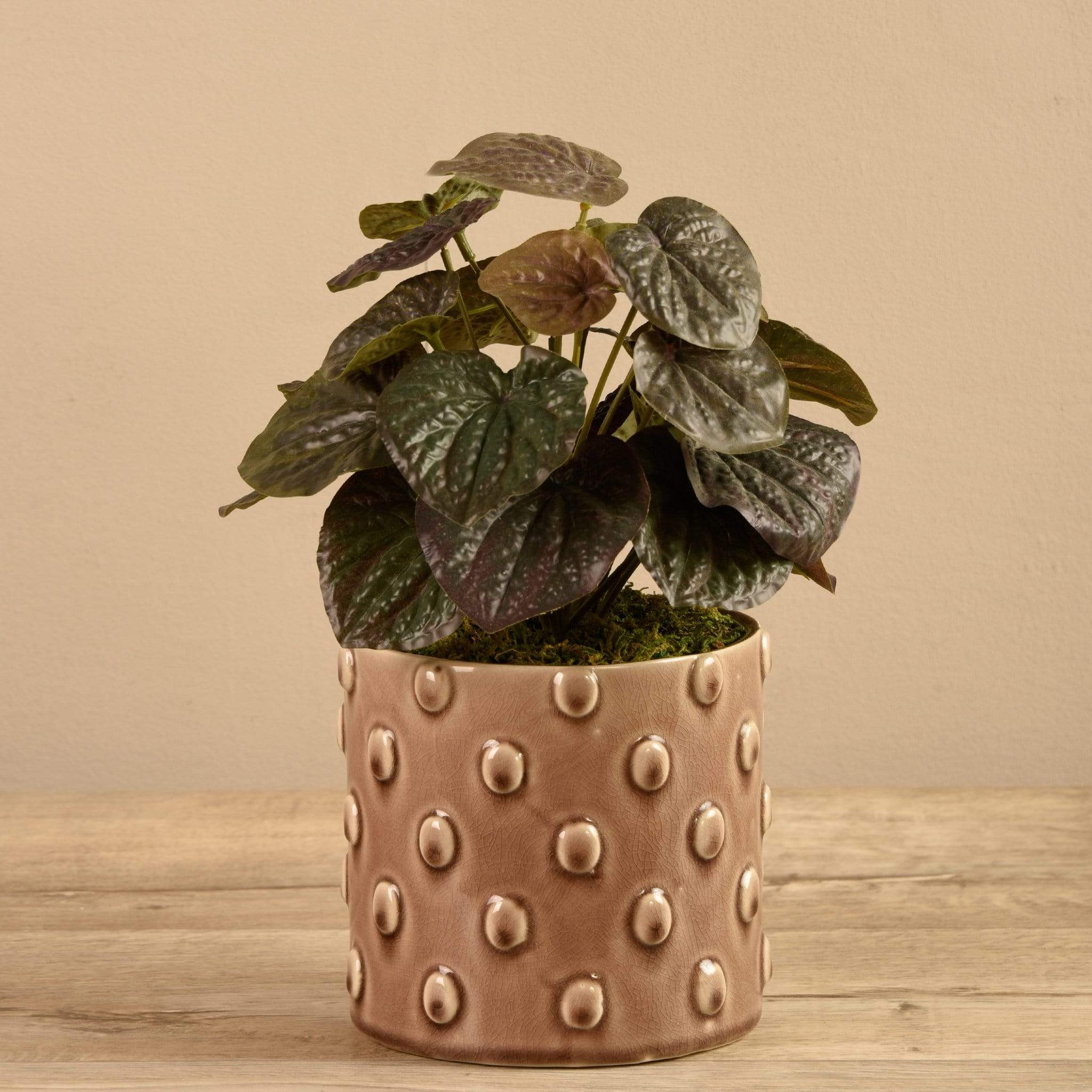 Potted Peperomia