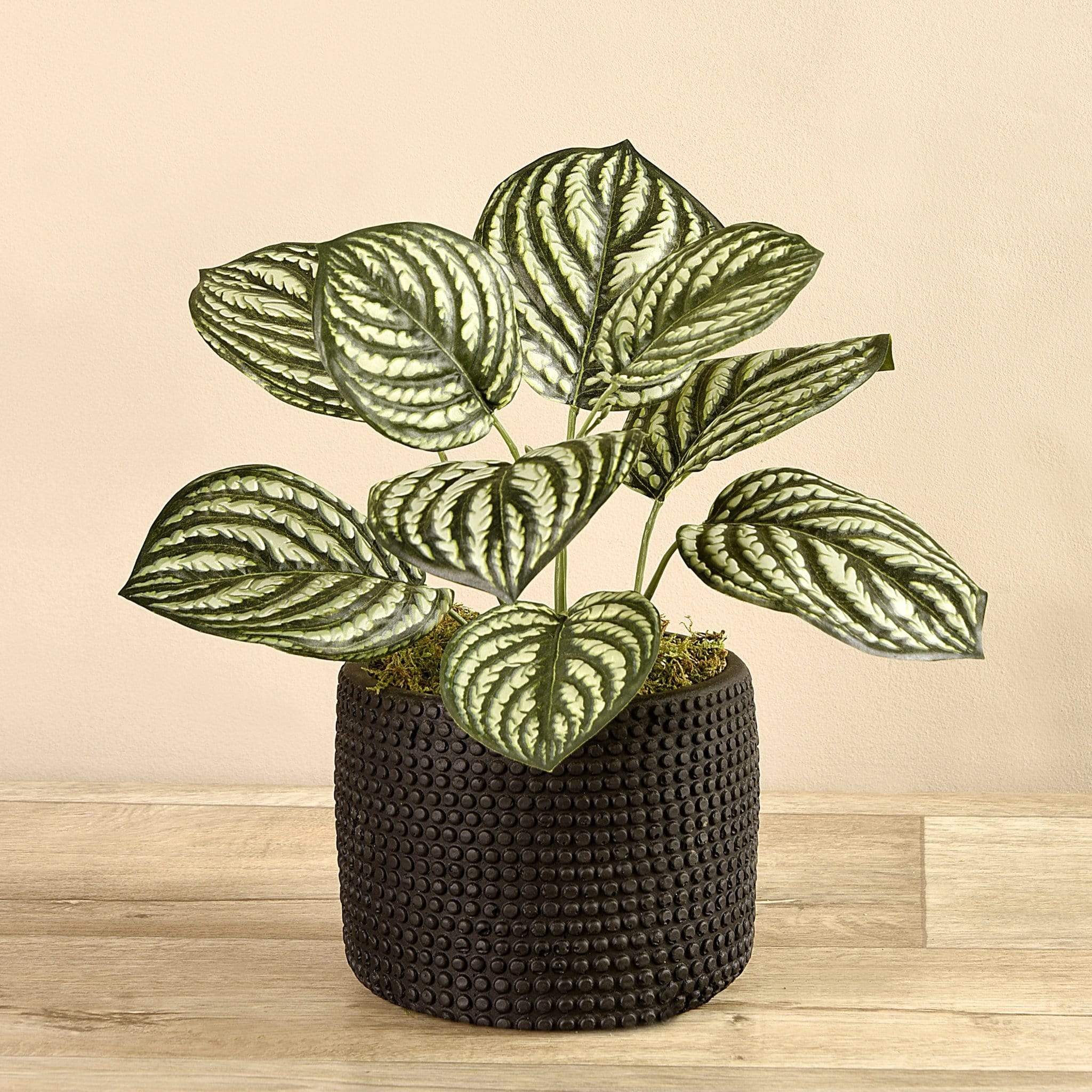 Potted Peperomia