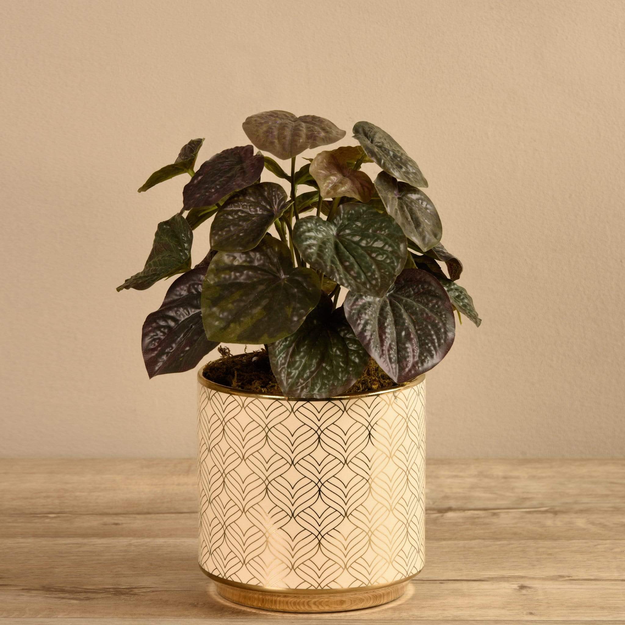 Potted Peperomia Dark