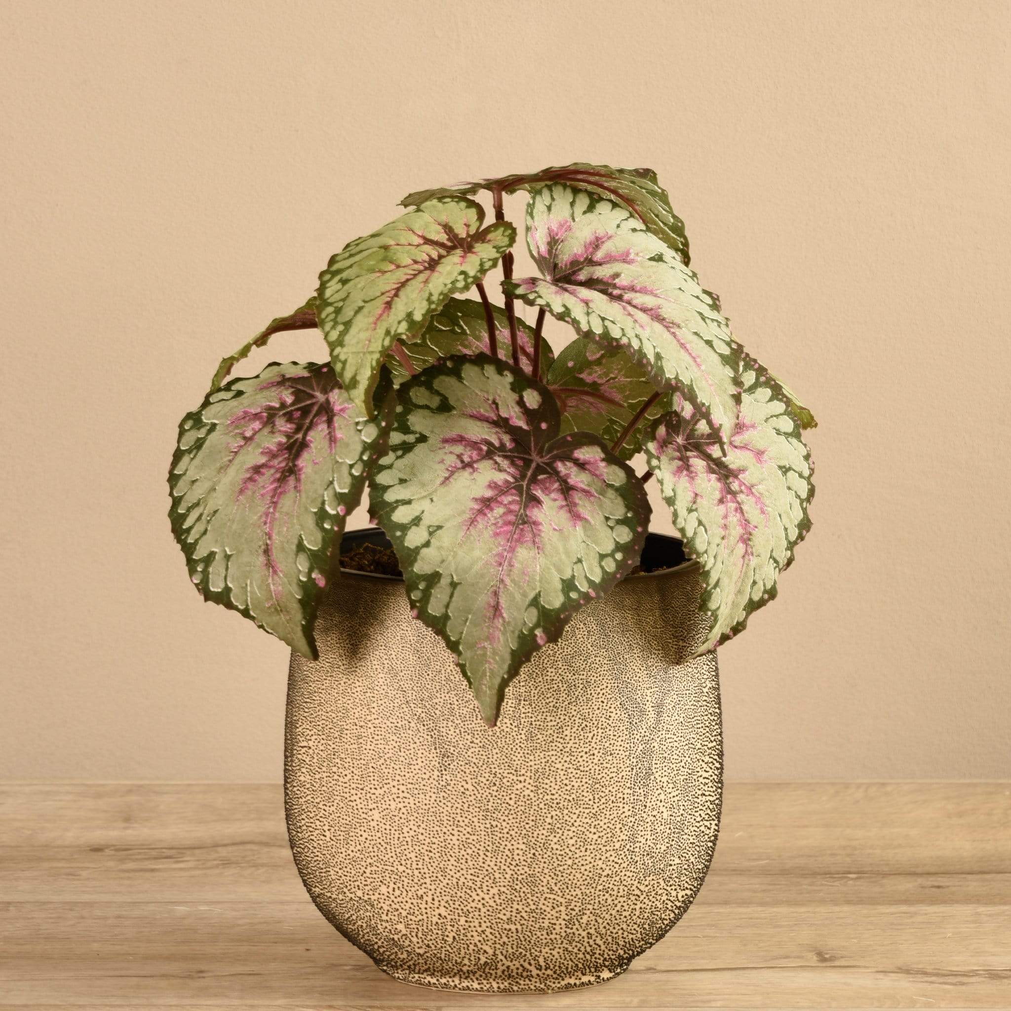 Potted Red Begonia